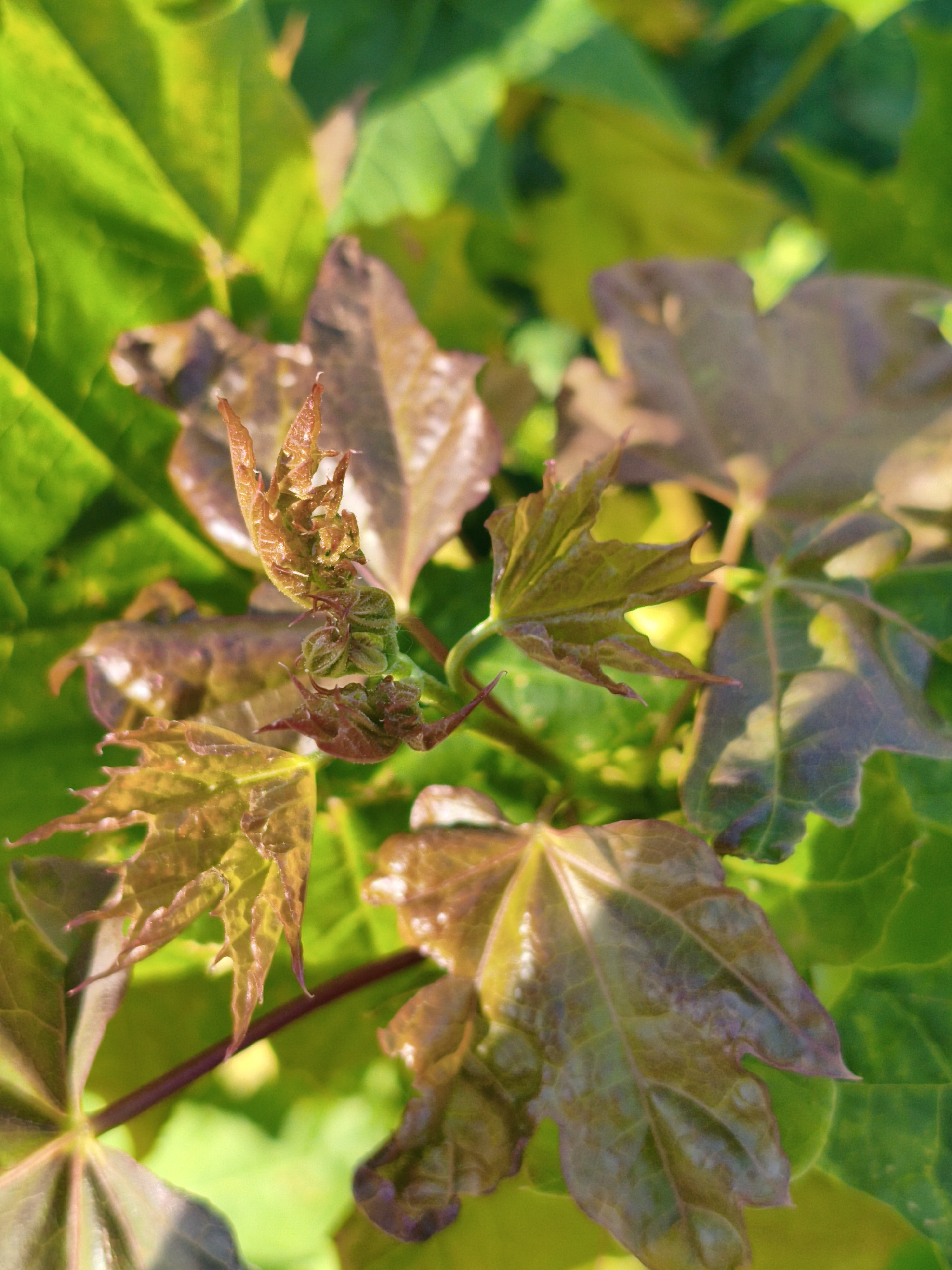 A close-up, eye-level shot captures a cluster of young, unfolding maple leaves bathed in bright, natural light. The leaves exhibit a range of colors, from vibrant green in the background to reddish-brown and purplish hues in the foreground as they emerge and curl. The texture of the leaves appears delicate and slightly crinkled. A dark red stem is visible traversing diagonally across the lower part of the frame. The background consists of larger, out-of-focus green leaves, creating a shallow depth of field that emphasizes the detail of the foreground foliage. The scene appears to be an outdoor setting, likely a garden or park, given the lush vegetation. There is no indication of a specific location within Orenburg, Russia, in the image itself.