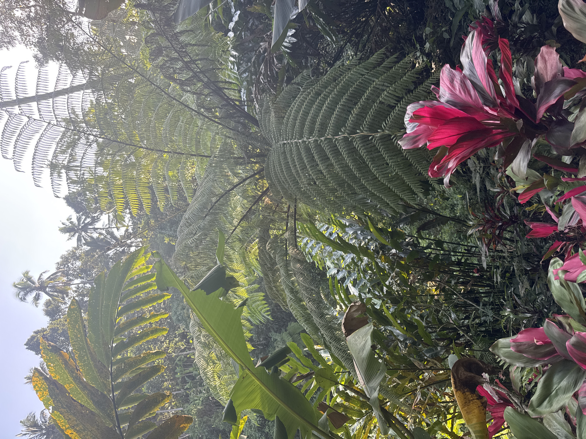 In Tembuku, Indonesia, a lush tropical garden is depicted in soft morning light. Large, vibrant green ferns dominate the foreground, their fronds unfurling towards the sky. Banana leaves, broad and deep green, add to the dense foliage. In the lower right corner, a cluster of bright pink and green Ti plants stands out, their colorful leaves catching the sunlight. The background reveals more layers of vegetation, including palm trees silhouetted against a hazy sky, suggesting a hillside setting. The overall impression is one of natural abundance and serene beauty.
