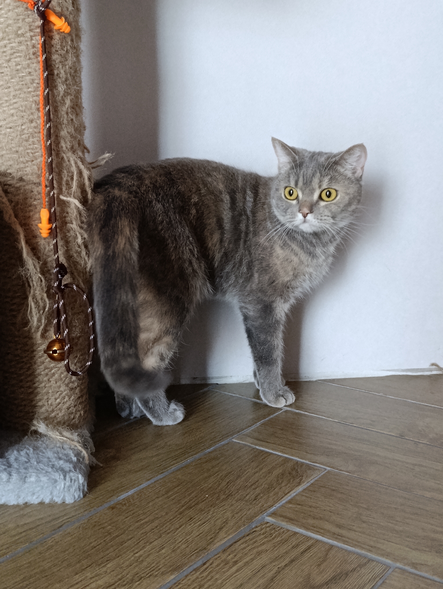 A gray and brown tabby cat with yellow eyes stands on a brown tiled floor next to a beige scratching post in front of a white wall. The scratching post has an orange and brown cord attached to it with a small bell hanging from the cord. The cat is looking to the right of the frame. The location is indoors. Information on the location in the city of Chaikovsky, Russia is unavailable.