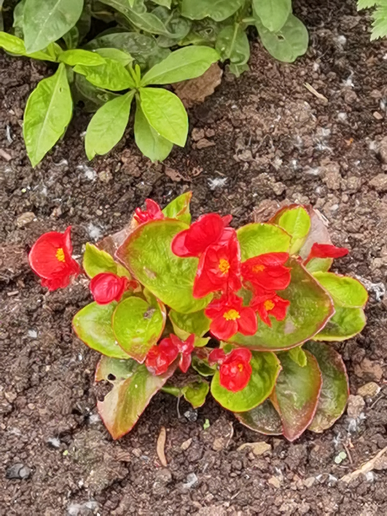 A close-up, overhead shot shows a cluster of bright red begonia flowers with glossy green leaves. The plants are situated in dark, loamy soil, with some green foliage from another plant visible in the upper left corner. The scene appears to be an outdoor garden, possibly in a residential area or park in Chaikovsky, Russia, given the context. There are no people or animals present.