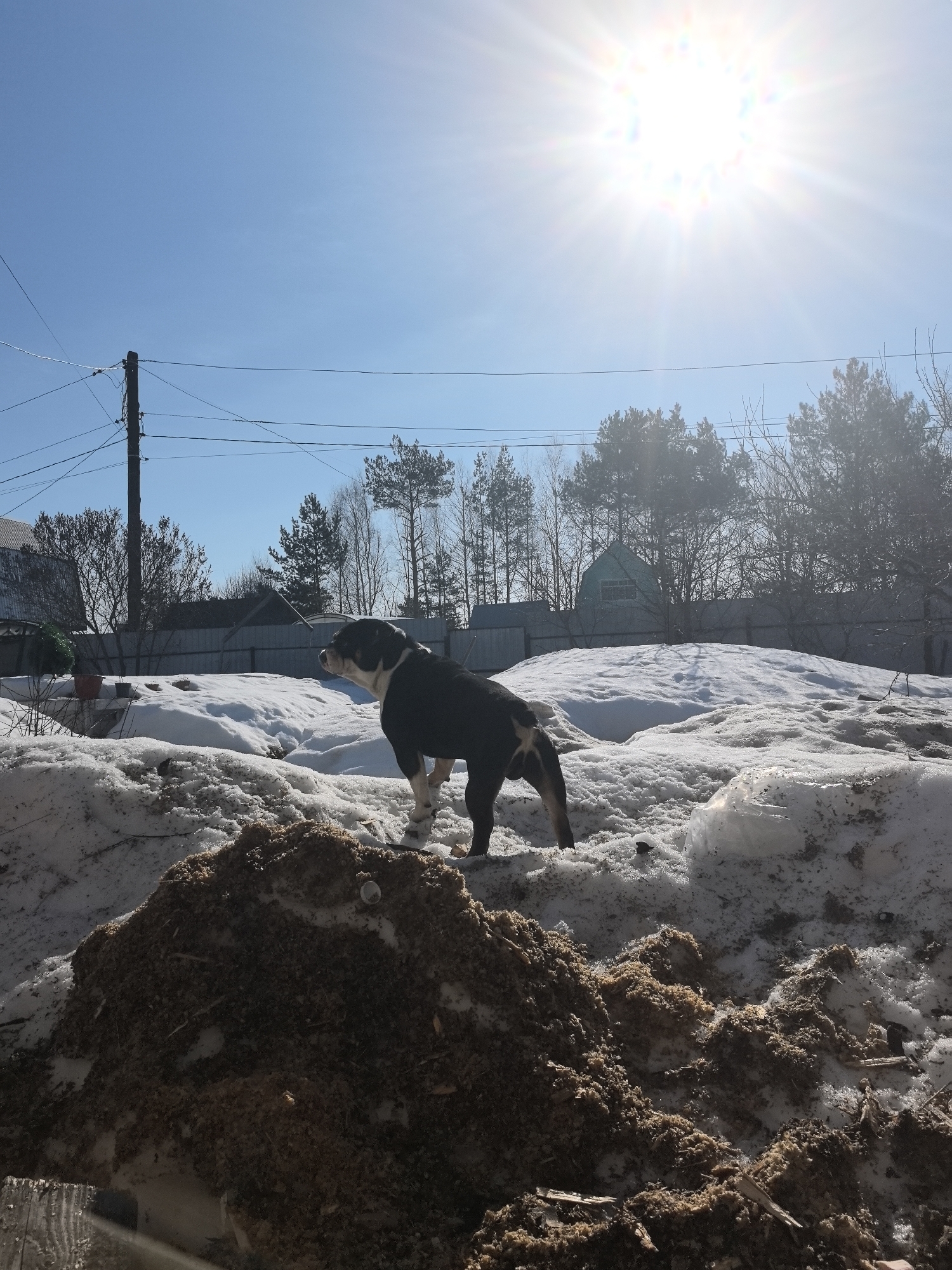 This outdoor scene, set in Noviy, Russia, depicts a snowy landscape under a clear, bright blue sky with a prominent sun in the upper right quadrant, casting a starburst effect. In the immediate foreground, a substantial mound of dark, earthy material, consistent with mulch or wood chips, is visible, with a small white plastic cup resting on its surface. A medium-to-large-sized black and white dog stands on a snowdrift in the mid-ground, facing left with its head slightly raised, appearing to observe an area outside the frame. The ground throughout the scene is unevenly covered with snow, interspersed with patches of exposed earth or melting ice. In the background, a dark fence stretches horizontally, behind which are numerous leafless deciduous trees and several green coniferous trees. Partial views of residential structures are discernable, including a building with a dark roof on the far left and a lighter-colored house further right amongst the trees. A wooden utility pole with multiple electrical wires runs vertically on the left side of the frame, with wires extending horizontally across the mid-sky. No people are visible.