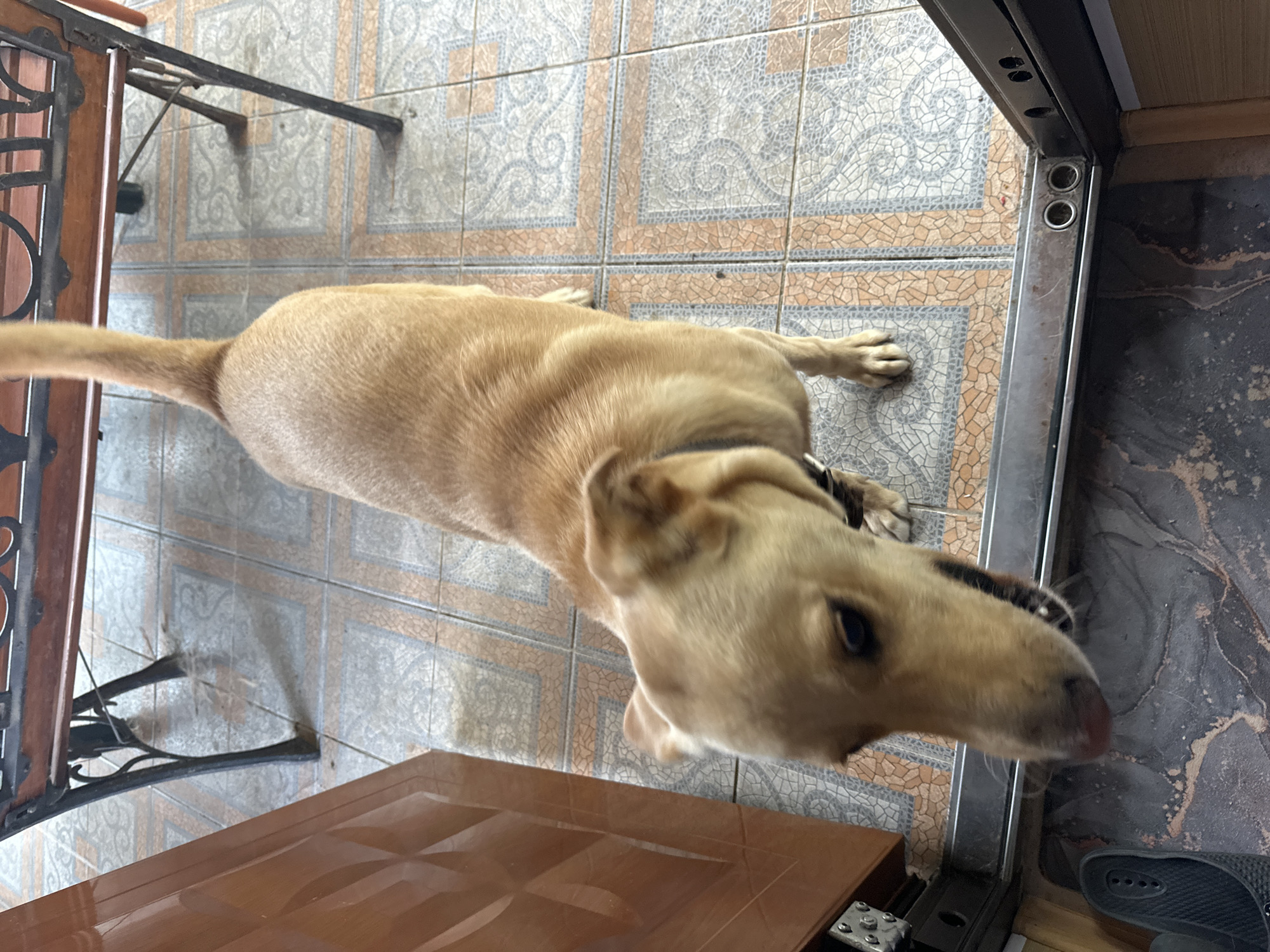 A medium-sized, tan-colored dog stands on a tiled floor, looking down towards the viewer. The dog is facing left, with its head tilted. Its ears are perked, and its mouth is slightly open, revealing teeth. The dog is wearing a dark collar.
The tiled floor has a pattern of light grey and orange squares. Behind the dog, a dark metal bench with a wooden seat is visible. To the left of the dog, a brown wooden door is partially open, revealing a glimpse of a wall with a patterned texture.
In the foreground, a dark gray mat with a marbled pattern is visible on the floor, and a black sandal is lying on its side. The scene appears to be an outdoor area, possibly a patio or entryway, with natural light illuminating the scene. The location is specified as the city of Sochi, Russia.