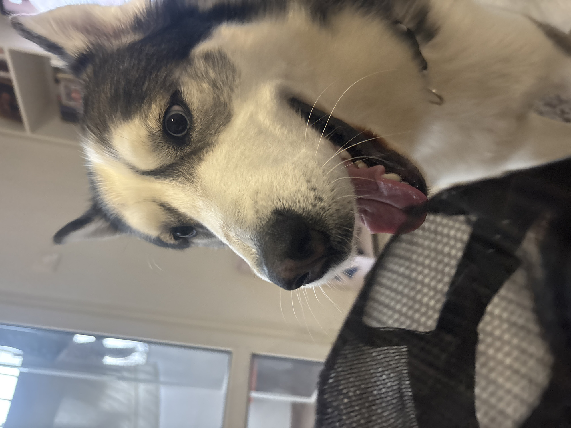 A close-up, low-angle shot captures a Husky-type dog with gray and white fur, positioned as if looking down at the viewer. The dog's tongue is partially visible, and its eyes are open. A black, possibly mesh, object is in the foreground, partially obscuring the lower right portion of the view. In the background, there is a window and shelves. The location is indeterminable from image, so can't ascertain if location in the city of Plovdiv, Bulgaria is possible.