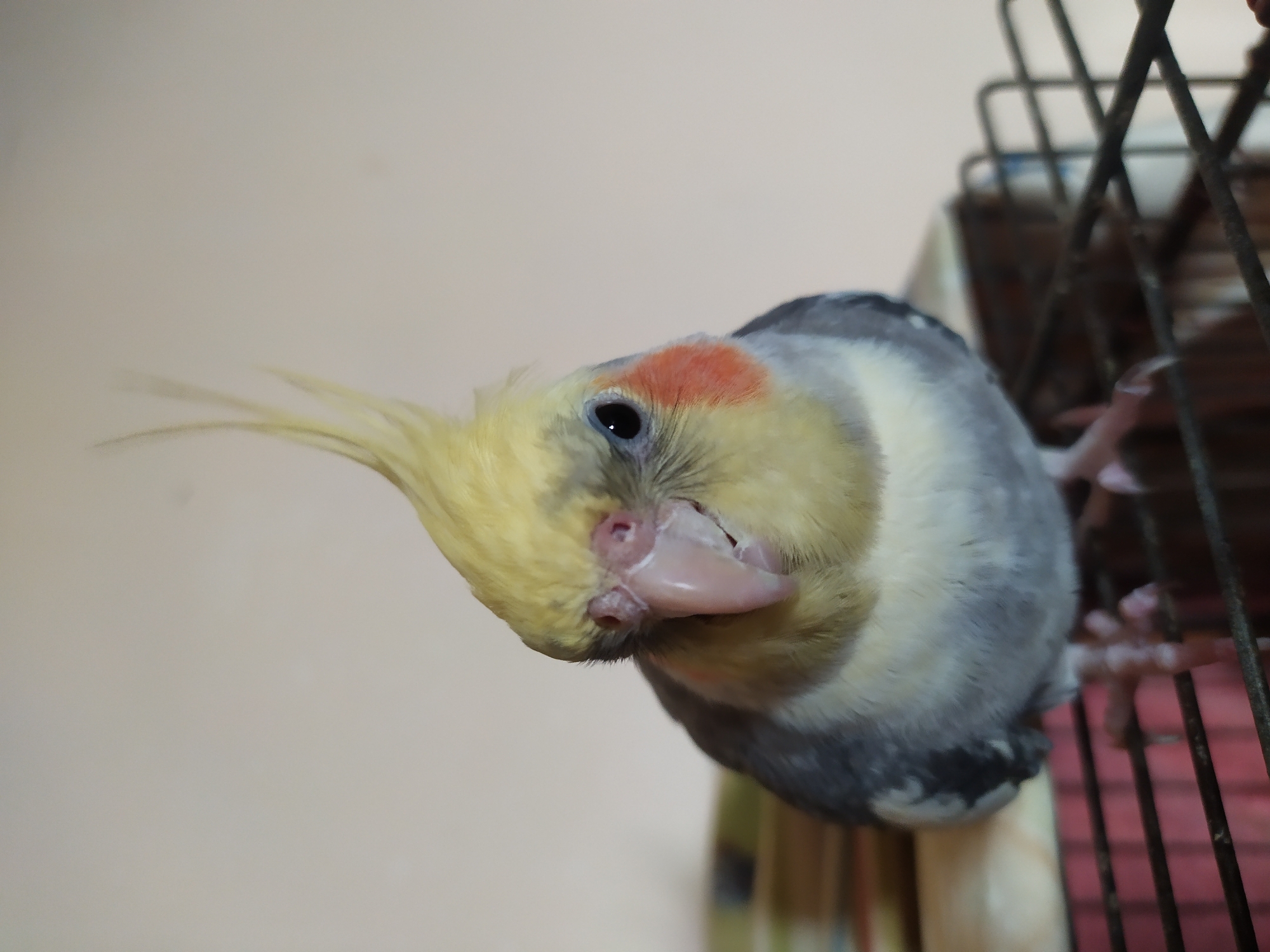 A cockatiel is perched on a metal cage, its crest raised. The bird has a yellow head with a crest, grey wings, and a white chest with grey and white feathers. Its eyes are dark, and it has a pink beak and orange cheek patches. The background is a light-colored wall. The image is a close-up, focusing on the bird. The location in the city of Bilajari, Azerbaijan is not discernible from the image.