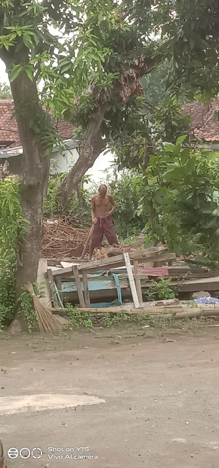 The image depicts an outdoor scene in Brumbungan Kidul, Indonesia, featuring an adult male amidst dense vegetation and construction materials.
**People:**
One male individual, appearing to be elderly, stands in the midground, shirtless, displaying a lean physique with visible ribs. He wears loose-fitting, reddish-brown or maroon trousers with a light-colored drawstring. He is positioned facing slightly towards the viewer's right, holding a long, roughly cut wooden stick or tool vertically, with its base on the ground between his feet and both hands gripping it near the top. His head is slightly tilted upwards and to the left.
**Subjects/Objects:**
* **Vegetation:** The scene is dominated by green foliage from multiple trees and bushes. A large tree trunk is prominent on the left, and another is visible to the right of the man. The upper portion of the image is dense with green leaves and branches, partially obscuring the sky.
* **Structures/Materials:** Behind the man, a substantial pile of dry, brown sticks and branches is evident. To the man's right and slightly in front, a rudimentary structure composed of weathered wooden planks and beams is visible, appearing to be a frame or support. Within this structure, a light blue-green object (possibly a section of a boat or large container) with a light blue strap is present. In the background, through the foliage, the reddish-brown tiled roofs of buildings can be discerned.
* **Foreground:** The immediate foreground consists of a dirt or unpaved ground surface, light brown-grey in color, with scattered small debris and lighter patches. A traditional broom, constructed from natural fibers or sticks, leans against the base of the large tree on the left.
**Actions/Interactions:**
The male individual is standing, seemingly paused in an activity, holding his wooden tool. There are no other individuals or direct interactions depicted. The arrangement of wood and construction materials suggests ongoing manual work or storage in a semi-developed environment.
**Environment:**
The location appears to be a rural or semi-rural area characterized by natural growth and informal construction or storage. The lighting suggests daylight, but the overall tone is muted, possibly due to overcast conditions or time of day.