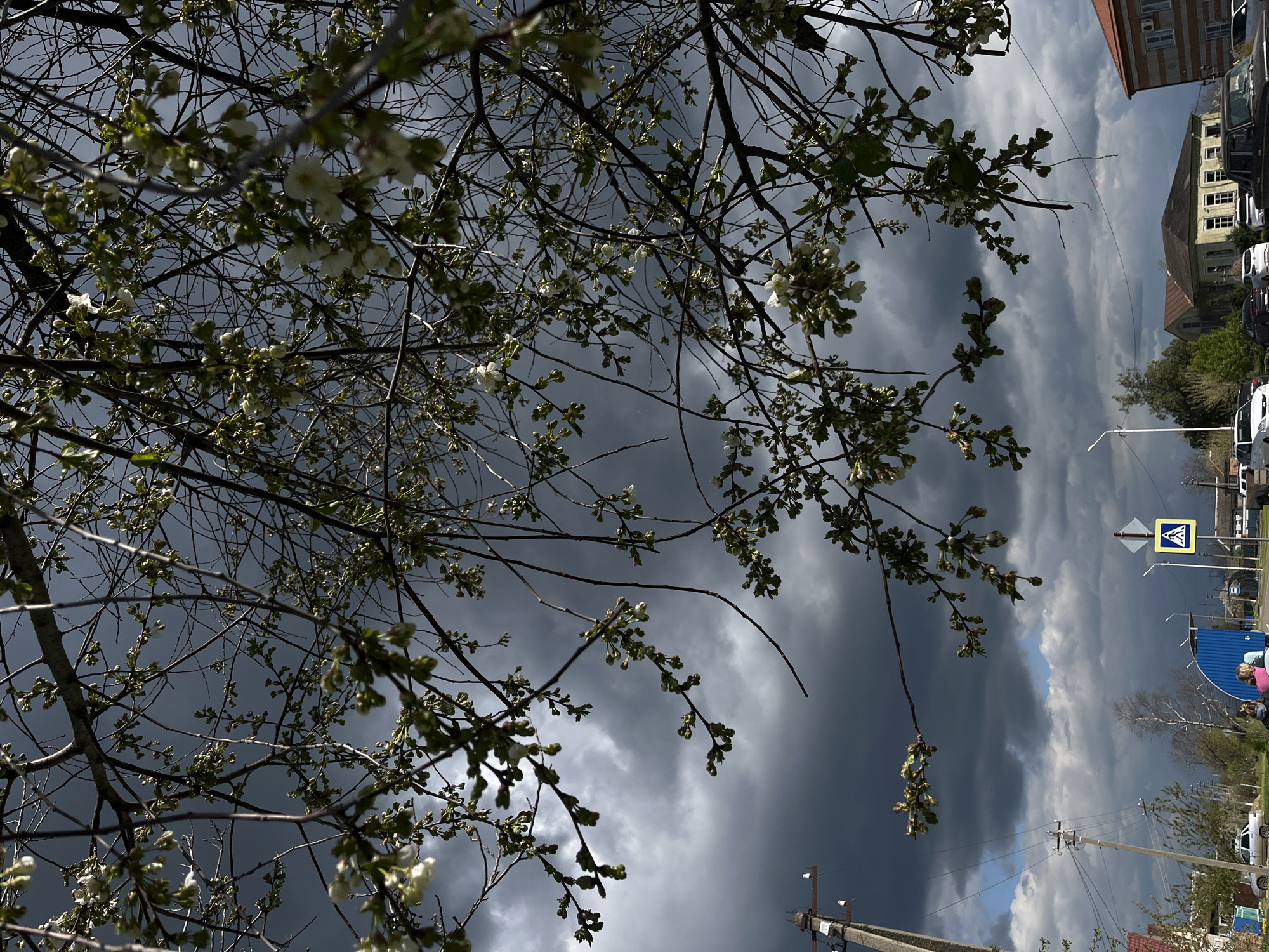 The image captures a street scene in Novopokrovskaya, Russia, viewed from a low angle through a flowering tree. The branches of the tree are prominent in the foreground, bearing small white blossoms. The background features a dramatic sky filled with dark, heavy storm clouds. Buildings line the street, and parked cars can be seen alongside the road. A blue barricade and a pedestrian crossing sign are also visible. Power lines and poles are present, adding to the urban setting. Two individuals are partially visible behind the blue structure.