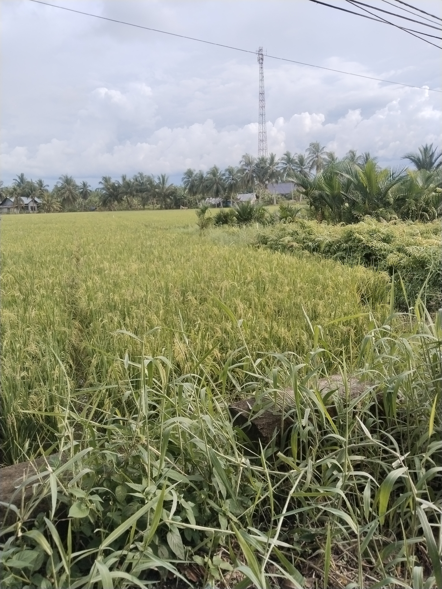 The image shows a view of a rice paddy in a rural area. The rice stalks are mostly green with some yellowing, indicating maturity. In the background, there is a row of palm trees and some houses. There is a tall transmission tower in the distance. Overcast sky. Foreground has dense vegetation. The location is near Lhokseumawe, Indonesia.