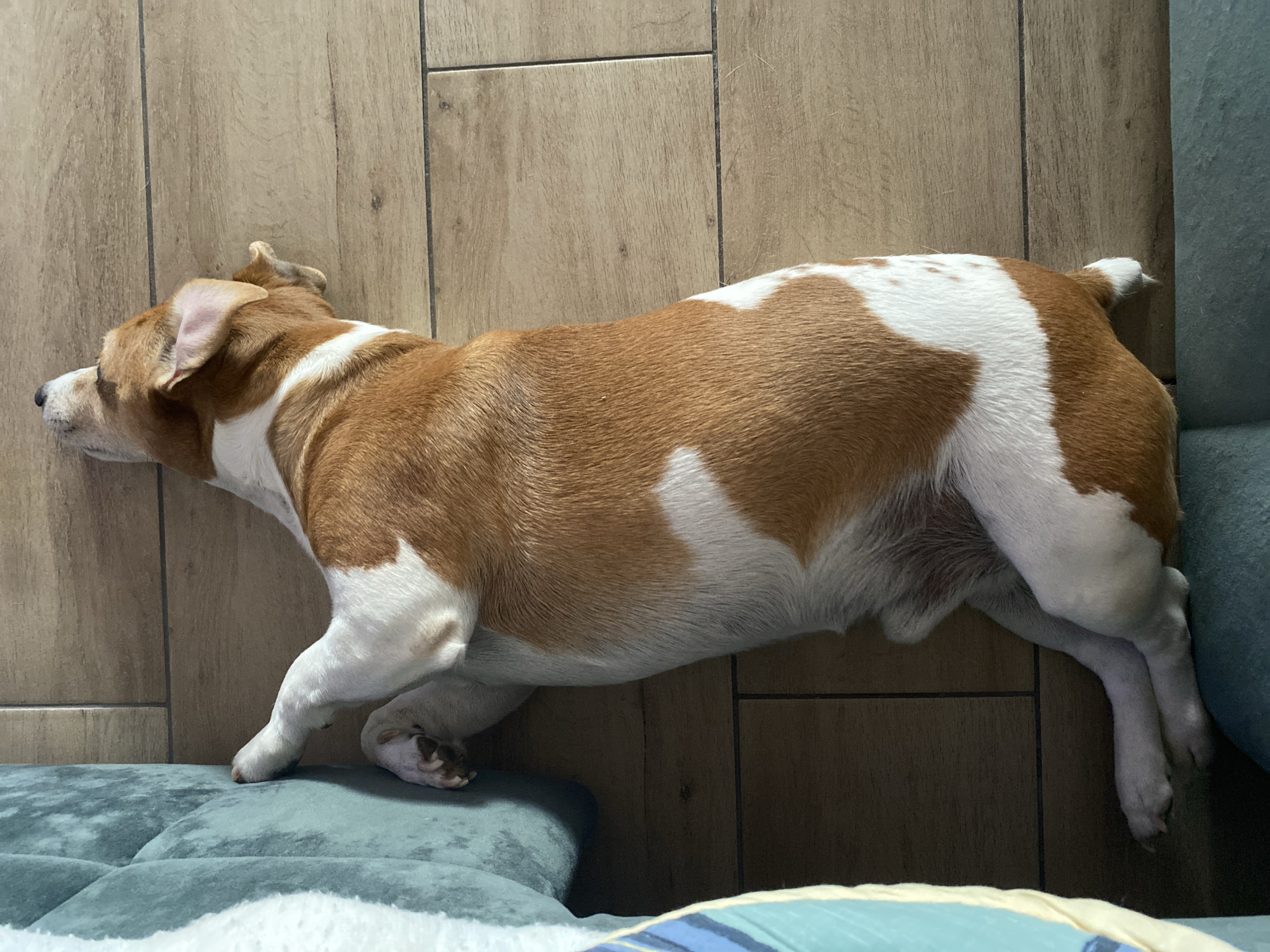 An indoor scene shows a brown and white dog lying on its side on a wooden floor, appearing to be resting or asleep. The dog has short fur, with large patches of white contrasting with its tan-brown coat, particularly prominent on its back, belly, and legs. Its head is positioned towards the left side of the frame, with its ears slightly visible.
The dog's body is stretched out on the light-colored wooden floor, which is made up of rectangular planks or tiles. Its front paws are near a light blue or teal dog bed or cushion. Further to the right, its hind legs are tucked against a darker blue or teal cushion, possibly an armrest of a sofa or another piece of furniture. A corner of a striped blue and yellow cushion or blanket is partially visible in the bottom right foreground. The lighting is soft and even, suggesting an indoor setting without direct harsh sunlight. The overall impression is one of tranquility and comfort within a home environment in Chaikovsky, Russia. No text is visible.