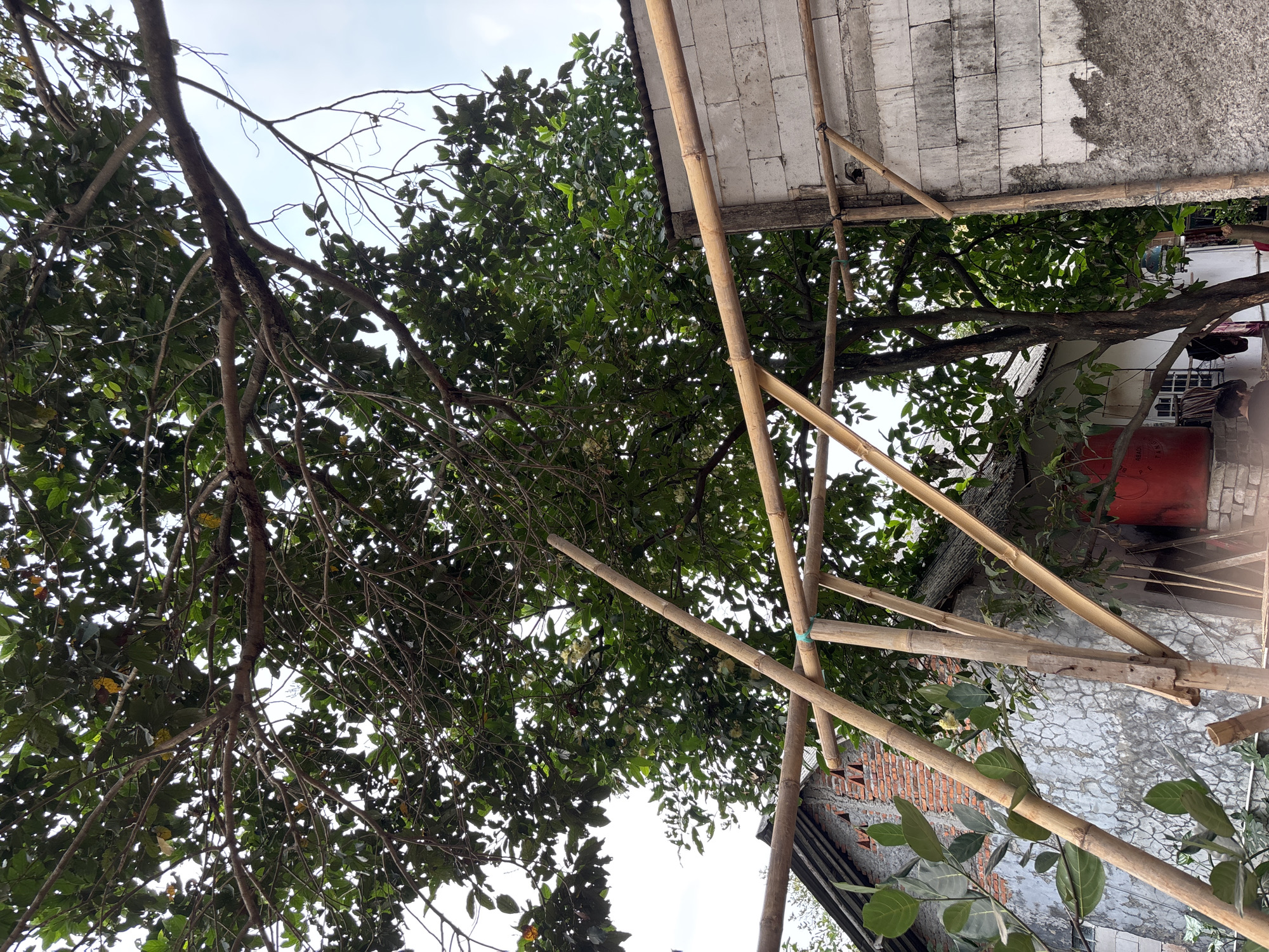 The image depicts an outdoor scene in Taman Rahayu, Indonesia, characterized by lush green foliage and makeshift bamboo scaffolding. A large tree with dense green leaves dominates the upper portion of the frame, its branches reaching across the sky. In the mid-ground, a partially constructed building with white cinder blocks is visible, and bamboo poles are used to support some kind of structure or roof. To the left of this building, a traditional Indonesian house with a red-tiled roof and brick walls can be seen. A bright red water tank is mounted on a brick base. Several items of clothing are hanging on a clothesline near the house, suggesting domestic activity. The overall impression is one of a tropical environment with ongoing construction or renovation work.