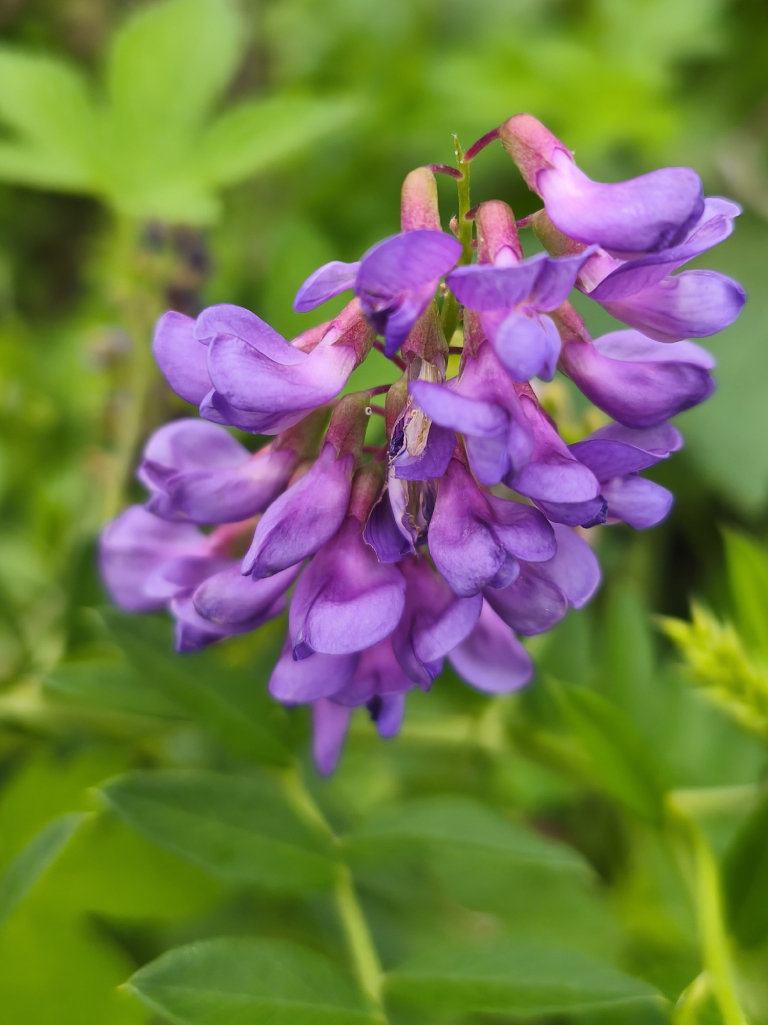 A close-up, vertical shot shows a cluster of small, delicate purple flowers with hints of pink on their stems, set against a soft-focus background of vibrant green leaves. The flowers are arranged in a raceme, with individual blooms resembling tiny pea flowers or lupine blossoms. Some of the flowers are fully open, revealing their intricate petal structures, while others are still in bud. The lighting is gentle, highlighting the textures and subtle color variations of the petals. The overall impression is one of natural beauty and delicate detail, with the blurred greenery providing a sense of depth and organic context. The image does not depict any specific location in Asan-si, South Korea; it is a generic nature photograph.