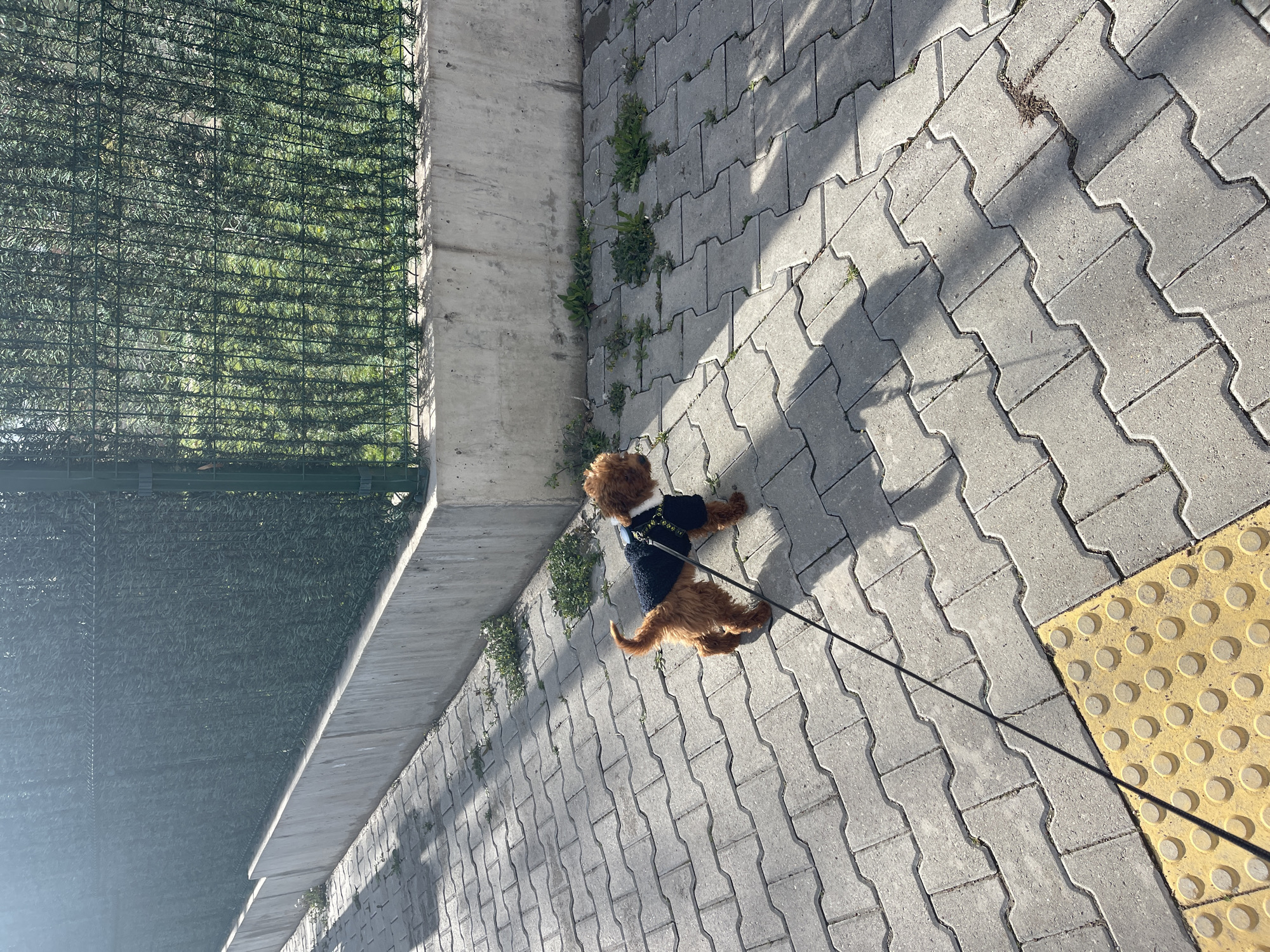A tan-colored dog wearing a blue coat with white trim is standing on a paved sidewalk. The sidewalk is made of gray interlocking pavers. The dog is on a leash that extends toward the bottom right corner of the image. To the left of the sidewalk is a low concrete wall with vegetation growing out of it. A green wire fence is attached to the wall. To the right of the dog is a yellow tactile paving surface with raised dots. The scene is brightly lit, with shadows cast by the dog and surrounding objects. The location of the scene is not discernible from the given image.