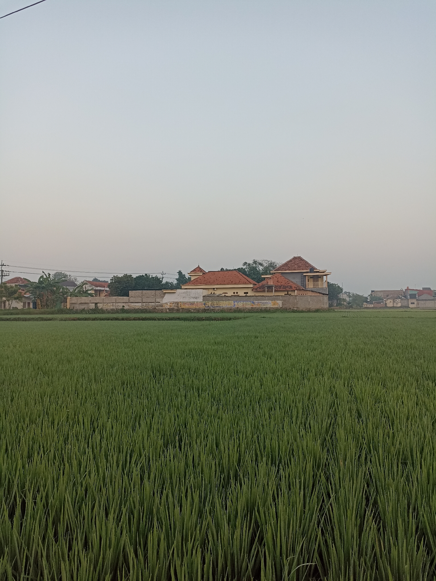 This is a photograph of a rice paddy field in Sumberejo, Indonesia. The field is lush and green, with rows of rice stalks stretching into the distance. In the background, there are several houses with red tiled roofs, as well as some trees and power lines. The sky is a pale blue, with a few wispy clouds. The overall impression is one of rural tranquility.