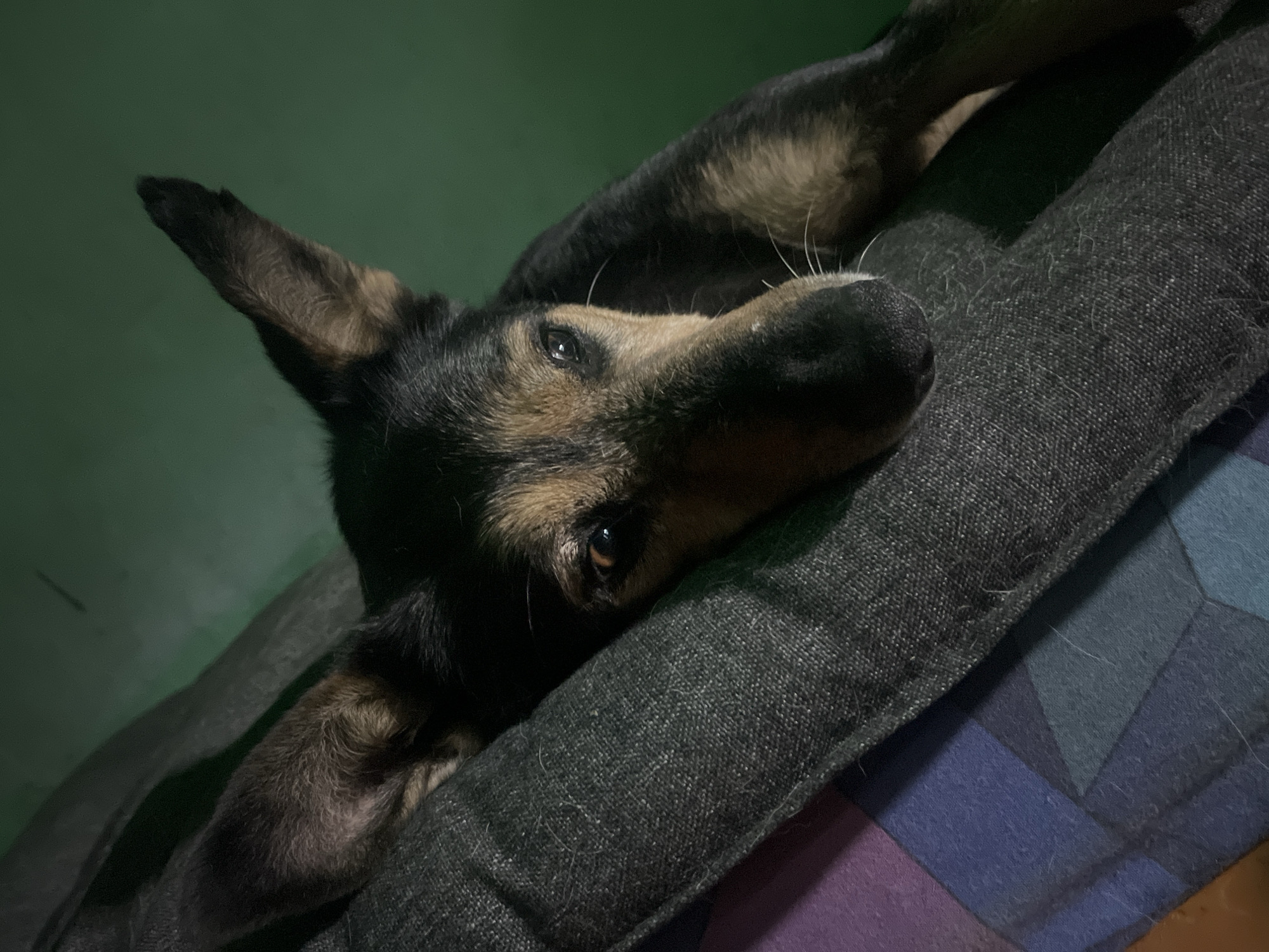 The image is a close-up shot of a black and tan dog lying on a pet bed. The dog's head is resting on the bed, and its eyes are open, looking towards the camera. The background is a solid green color, and the lighting is dim, creating shadows. The pet bed has a patterned fabric with shades of purple, blue, and gray. No specific location in Nizhny Tagil, Russia can be determined from the image.