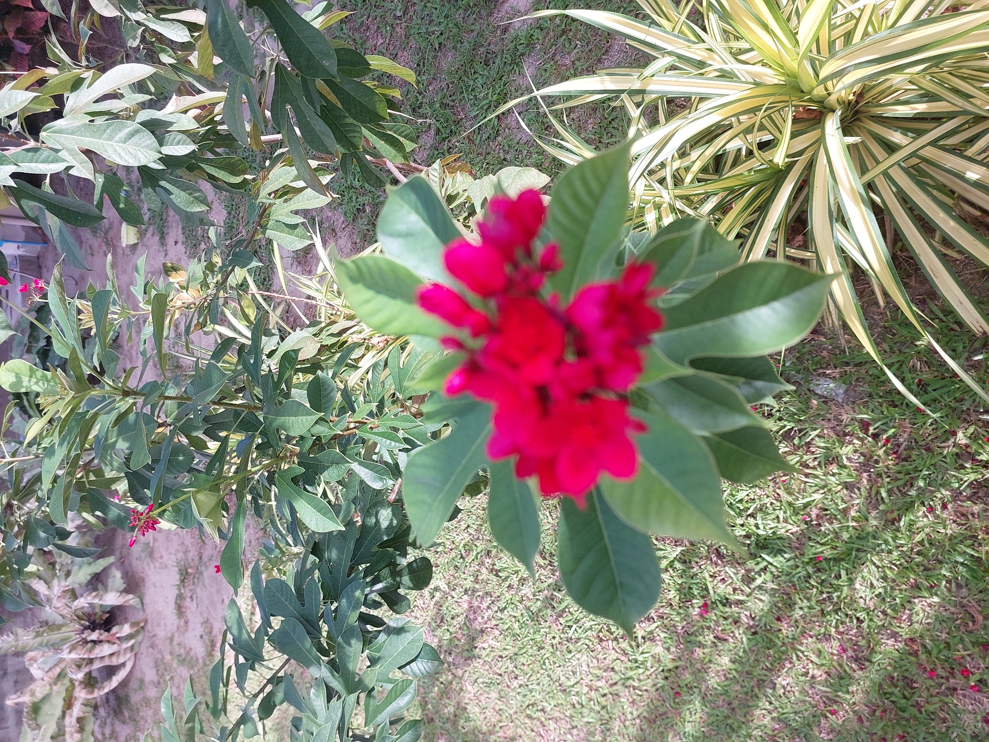 This is a photograph of a garden in Baan Mae Nam, Thailand. The image focuses on a cluster of bright red flowers in the foreground, which are slightly out of focus. Behind the flowers, lush green leaves and branches of a plant are visible. To the right and bottom right of the frame, a plant with long, striped green and yellow leaves stands out. The ground is covered with a mixture of grass and dry leaves, with some small red petal-like objects scattered on it. In the background, more foliage and a sandy patch of ground can be seen. The lighting suggests it is daytime. No people are present in the image.