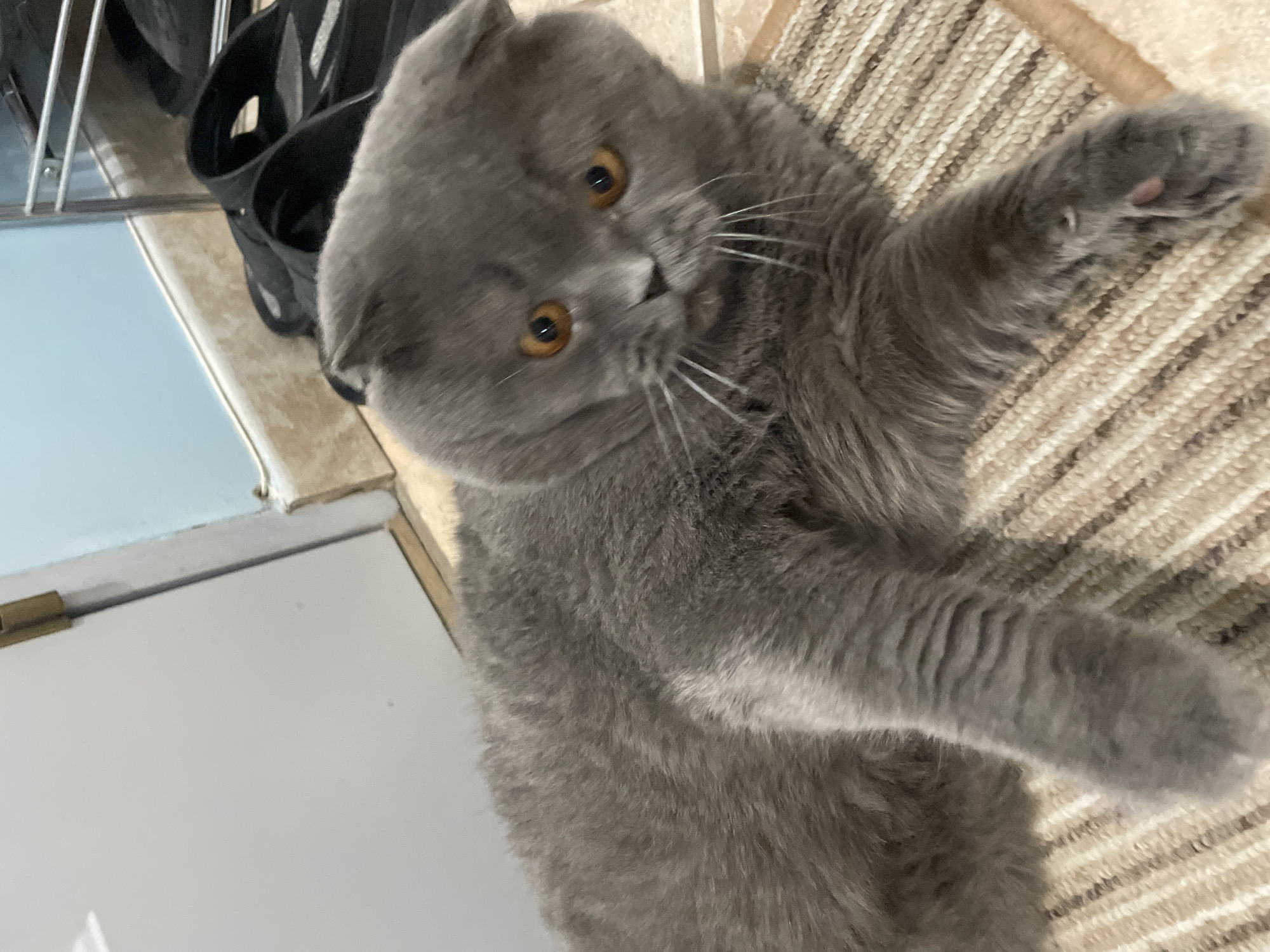 An indoor full shot captures a medium-haired, grey Scottish Fold cat lying on a striped rug. The cat is positioned diagonally, facing the right with its head tilted slightly down, showcasing its distinctive folded ears and bright orange eyes. Its body is mostly visible, with its paws extended. In the background, a white door with a brass hinge is on the left, and a portion of a light blue wall and a wooden baseboard are visible on the right. A pair of black slide sandals and a metal shelf unit are also present in the background. The lighting appears to be artificial.