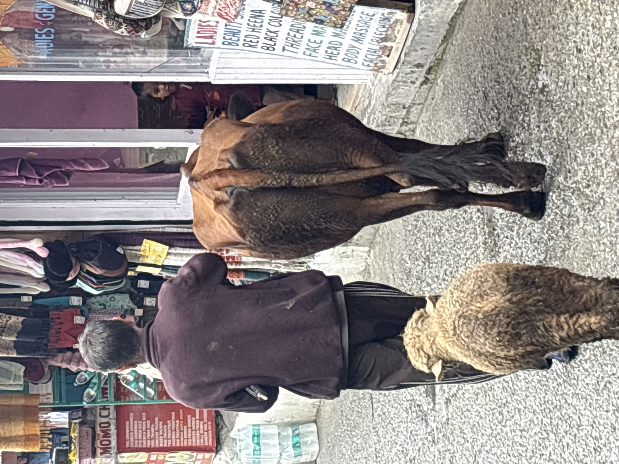 The image depicts a street scene in Vashisht, India, with a man walking away from the camera, leading a brown cow and a sheep. The man is wearing a dark purple jacket and dark pants with white stripes. The cow is directly behind him, and the sheep is in front of the cow. To the left of the man, there is a shopfront with a red sign that reads "MOMO CHOWMEIN". Further to the left, stacks of plastic water bottles are visible. To the right of the man and the cow, a shop window displays various items, including clothing and signage for services like "LADIES BEAUTY", "RED HEENA", "BLACK COLOUR", "THREADING", "FACE MASSAGE", "HEAD MASSAGE", "BODY MASSAGE", and "FACIAL BLEACHING". A young girl is partially visible inside the shop. The ground is paved with textured grey material. The overall lighting suggests an overcast day.
