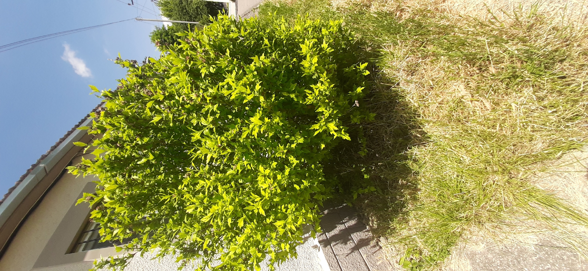 The image shows an outdoor scene dominated by a vibrant green, leafy bush in the foreground, casting shadows on a paved walkway. To the right of the bush, dry, yellowish grass covers the ground. Behind the bush and to the left, a portion of a light-colored building with a tiled roof is visible. Above the building and bush, a clear blue sky is present with a few wisps of white clouds and power lines stretching across. The sunlight suggests it is daytime, likely a sunny day given the clear sky and strong shadows. The scene appears to be a residential or urban environment, possibly a garden or yard adjacent to a house, with the context of Yessentukskaya, Russia. There are no people or specific activities depicted.
