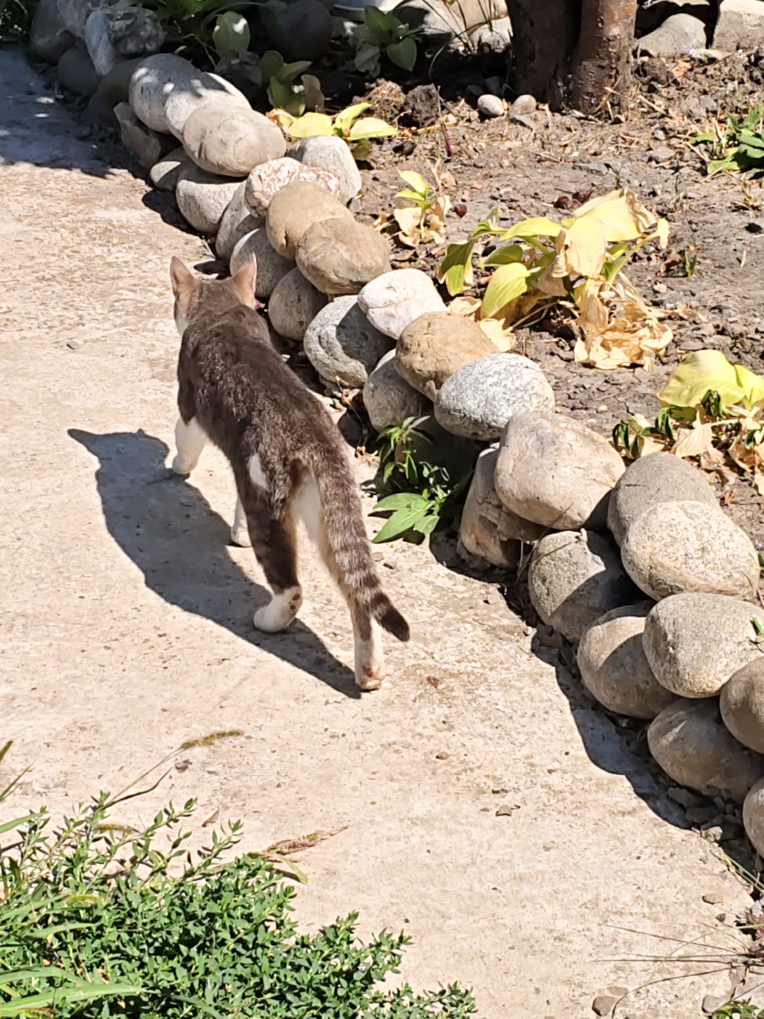 A gray and white cat with a long, striped tail is walking away from the camera on a concrete path. The cat's shadow is cast to its left. The path is bordered on the right by a low wall made of large, rounded stones. Behind the wall, dry, yellowed vegetation and soil are visible, with a few green shoots peeking through. To the left of the path, dense green foliage is growing. The scene appears to be outdoors, in a sunny, dry environment, possibly a garden or yard. The context of Rostov-on-Don, Russia, suggests a temperate climate, and the dry vegetation might indicate summer or a dry period.