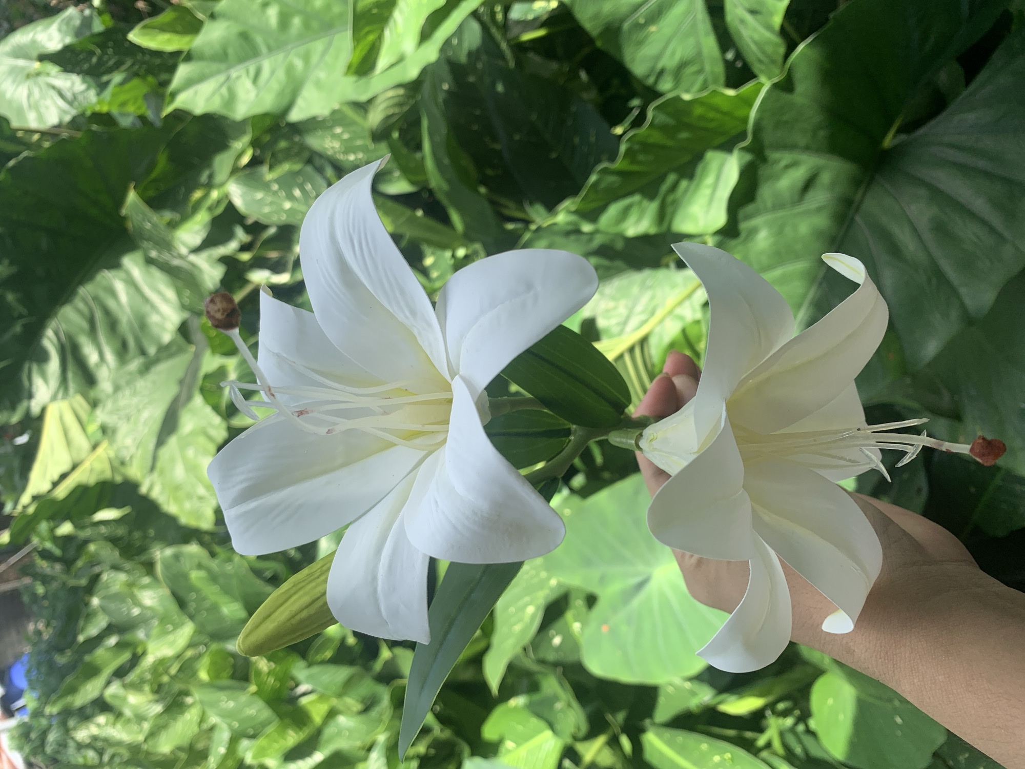 In Kuala Pembuang, Indonesia, a person's hand is holding two white artificial lilies against a backdrop of lush green foliage. The top lily is in focus, showcasing its delicate petals and stamens. The lower lily, partially obscured by the hand, also displays its white petals and stamens. The leaves in the background are large and varied in shape, creating a dense, verdant environment. The lighting suggests it is daytime, with sunlight dappling through the leaves.