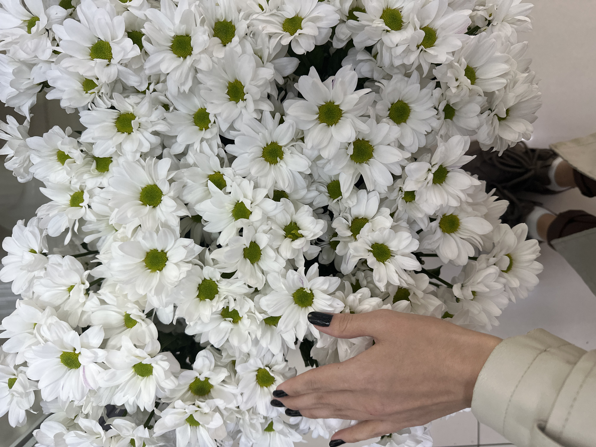 The image depicts a dense bouquet of white daisies with green centers. A pale-skinned human hand with dark nail polish reaches into the flowers from the right side of the frame. The hand belongs to someone wearing a light-colored jacket or coat. The background appears to be a light, neutral surface, possibly a table or counter. A partial view of brown shoes and clothing is visible in the upper right corner. The location is not apparent from the image.