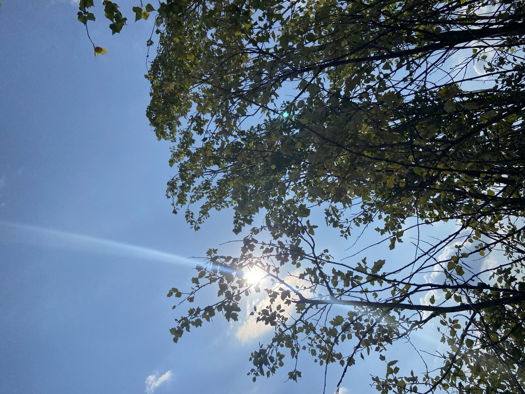 This image captures an upward-looking view of trees against a bright blue sky with scattered white clouds and a prominent sunbeam. The sun is partially obscured by the leaves and branches of the trees, creating lens flare. The foliage appears to be a mix of green and yellow, suggesting it may be autumn. The scene is a natural outdoor environment, likely a park or forest, located in Куйбышевское сельское поселение, Ukraine. There are no people or visible man-made structures in the frame.