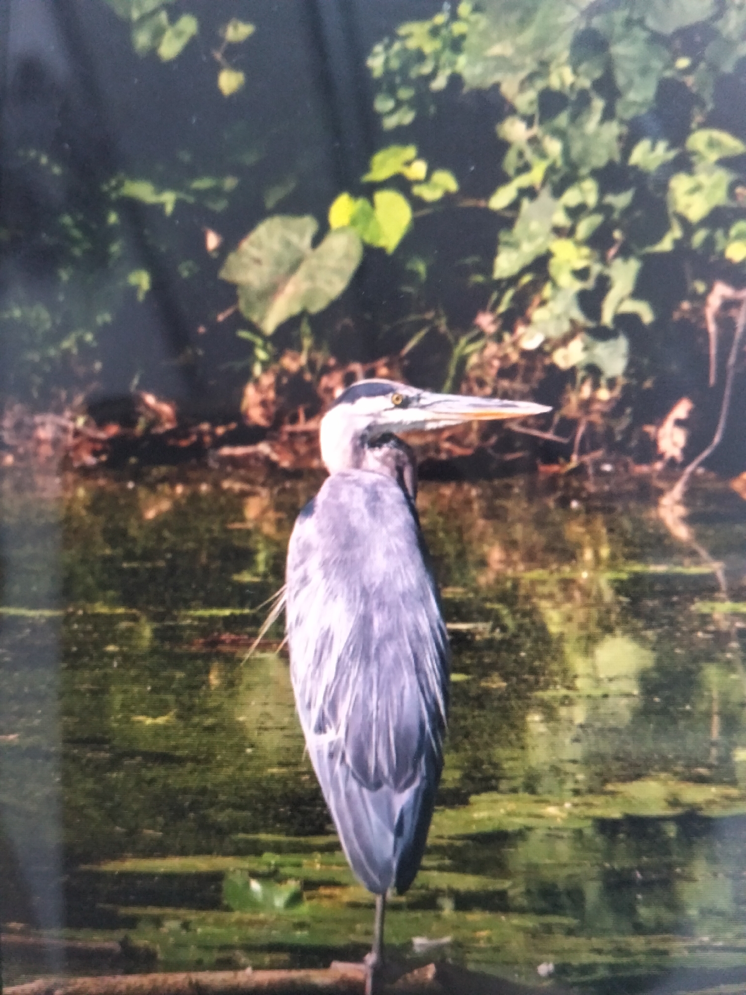 A great blue heron stands on a log in shallow, murky water, its back to the viewer. The bird's gray and white plumage is visible, along with its long, pointed beak. The water is covered in green algae and lily pads, and the background consists of lush, green foliage. The scene appears to be a natural wetland environment.