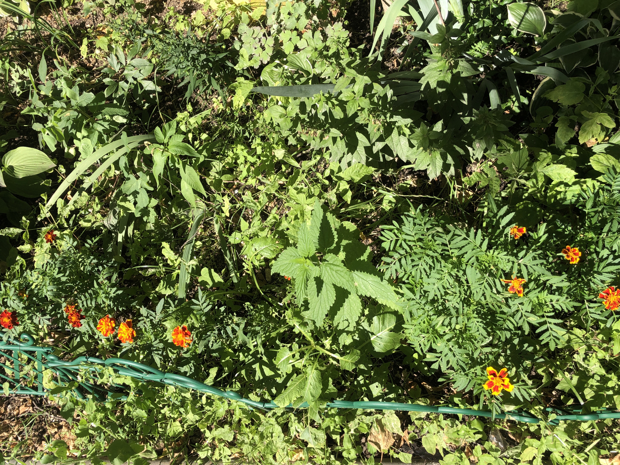 This image shows a patch of garden with various plants and flowers, including marigolds. A green trellis or support structure is visible on the left side of the image. The scene is outdoors, with sunlight casting shadows on the foliage. The ground appears to be soil and mulch. No people or animals are present in the image. The location is identified as Moscow, Russia, and the time appears to be daytime. The scene depicts a natural, overgrown garden setting.