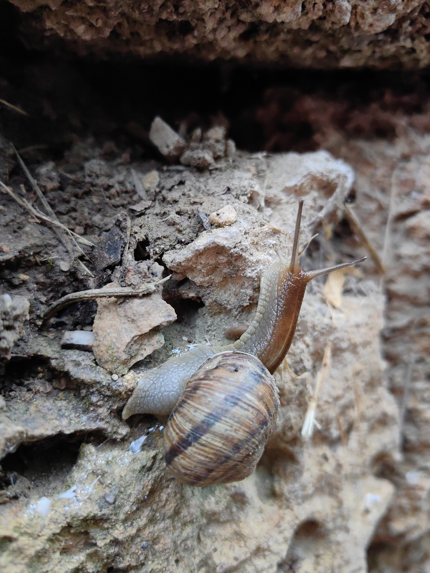 A close-up, eye-level shot captures a snail in its natural habitat. The snail, with its distinctive brown and cream striped shell, is positioned on a rough, earthy surface composed of dirt and rocks. Its soft, grey body extends out from the shell, with two prominent tentacles reaching upwards. The background is dominated by a dark, shadowed crevice or hollow, suggesting the snail is near or entering a sheltered area. The environment appears to be outdoors, possibly a garden or natural landscape, given the earthy textures and natural lighting. The specific location of Ароматновское сельское поселение, Ukraine, provides geographical context for this observation of wildlife.