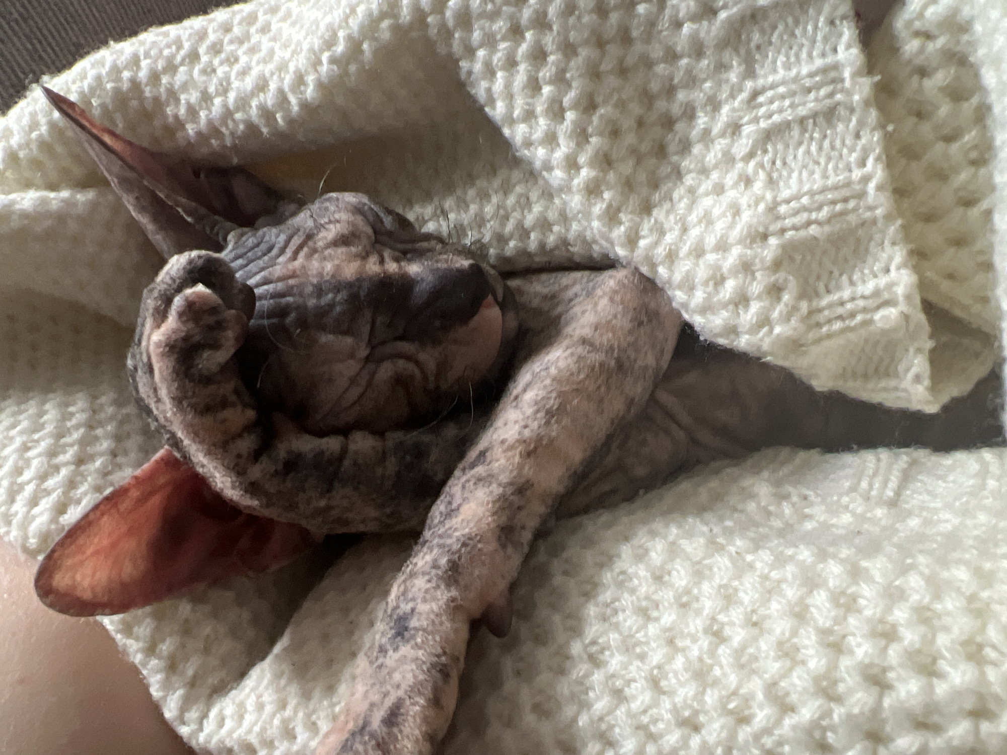 A tan and brown spotted sphynx cat is nestled in a cream-colored knitted blanket. The cat is lying down, with one paw curled near its face. The cat's eyes are closed, and it appears to be sleeping. The blanket is thick and textured. The location is not discernible from the image.