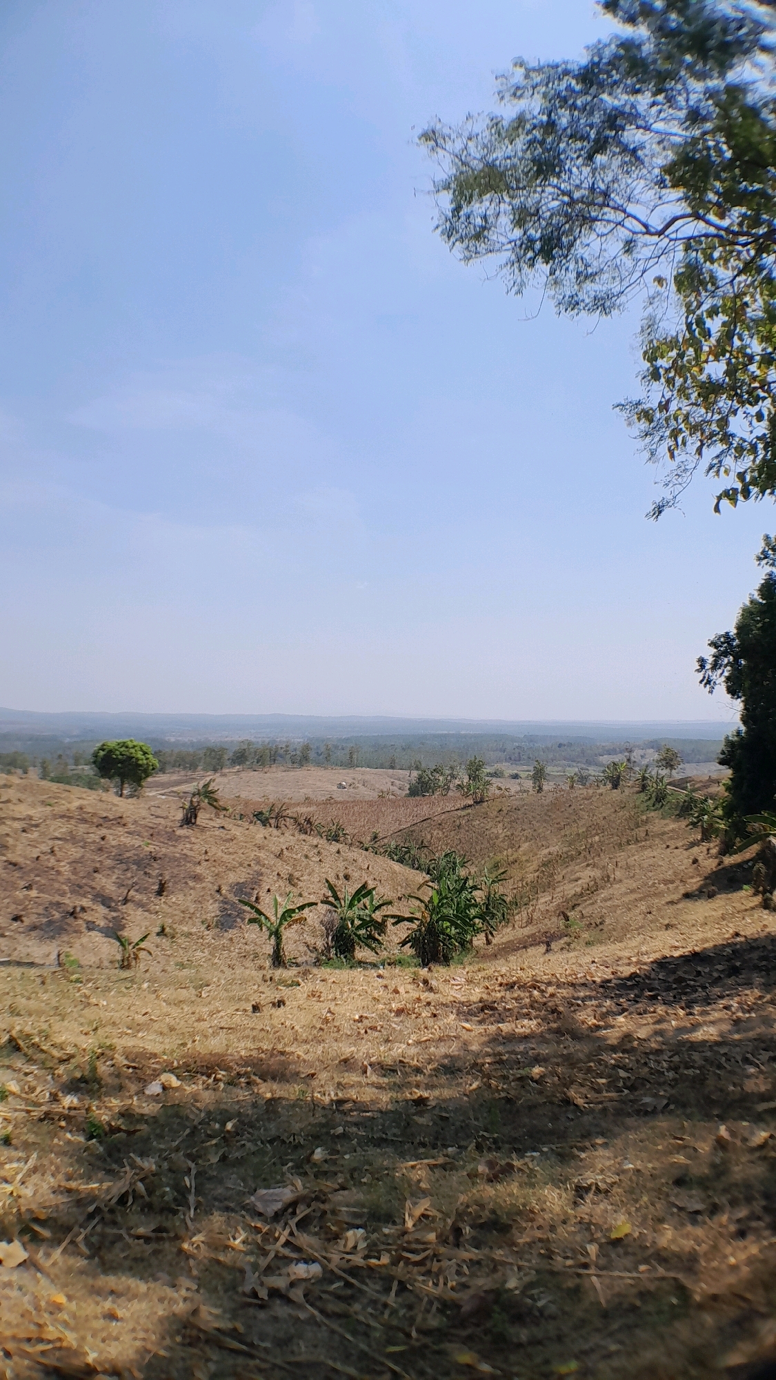 An outdoor, daytime, wide-angle, eye-level shot captures a dry, arid landscape in Ngraho, Indonesia. The foreground is dominated by dry, brown earth and sparse, yellowed grass, with fallen leaves and debris scattered across the ground. In the mid-ground, the landscape slopes upwards, revealing more dry, parched earth with small clusters of banana trees and other vegetation showing signs of drought. Further in the distance, the land flattens out into a hazy expanse of vegetation, with hills and forests visible on the horizon under a clear, pale blue sky. A single, small green tree stands on a distant hill. The overall impression is one of a dry, rural area, possibly a farmland or natural landscape experiencing dry conditions.