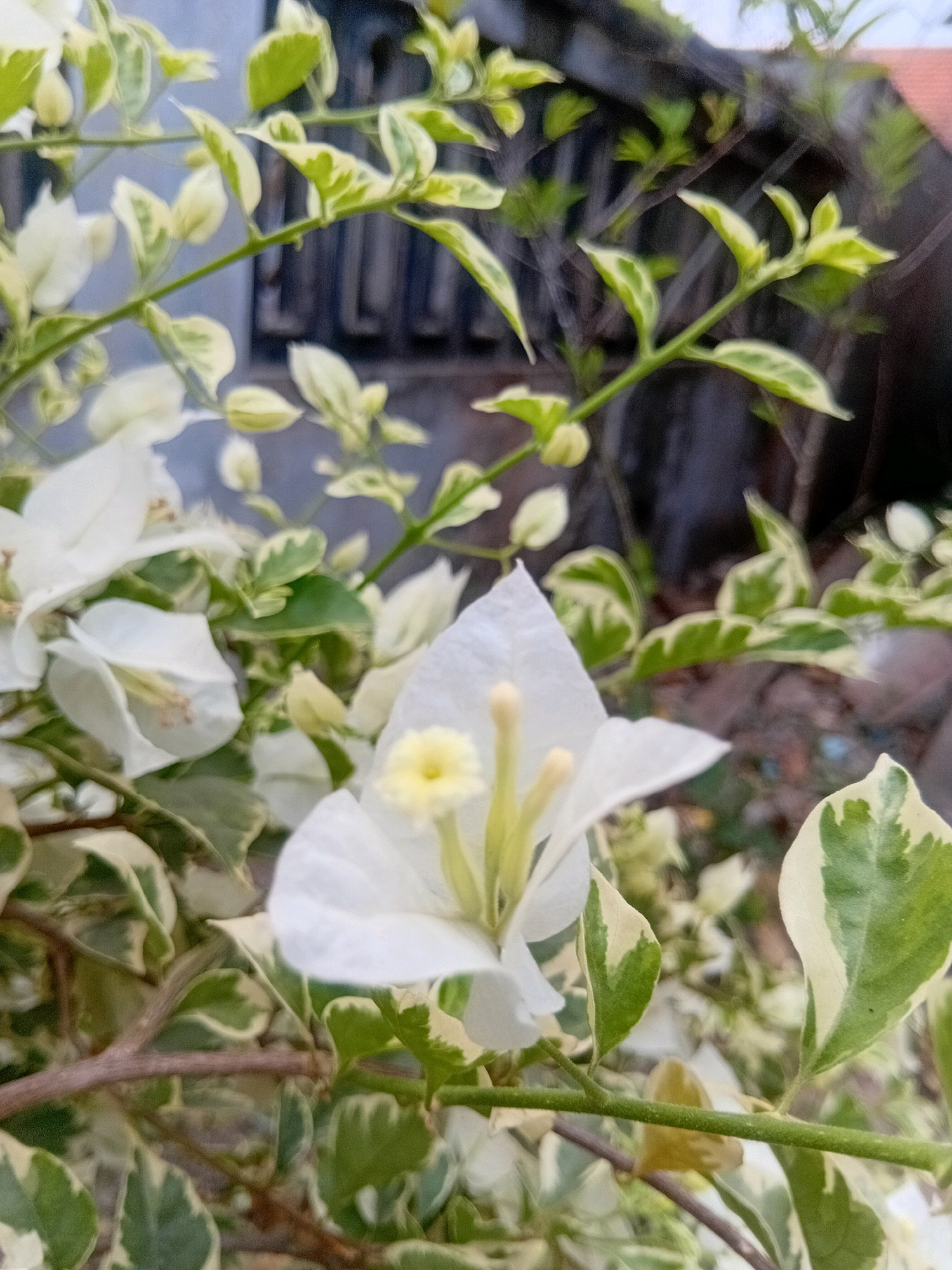 The image is a close-up, slightly blurry shot of white bougainvillea flowers and variegated leaves. The flowers are delicate with thin, papery petals and prominent yellow stamens. The leaves have a creamy white edge and green centers. The background is out of focus, showing a dark, textured surface, possibly a fence or wall, and hints of other foliage. The lighting appears natural, suggesting an outdoor setting during the day. The image was captured in Banjarwungu, Indonesia. There are no people or specific actions depicted.