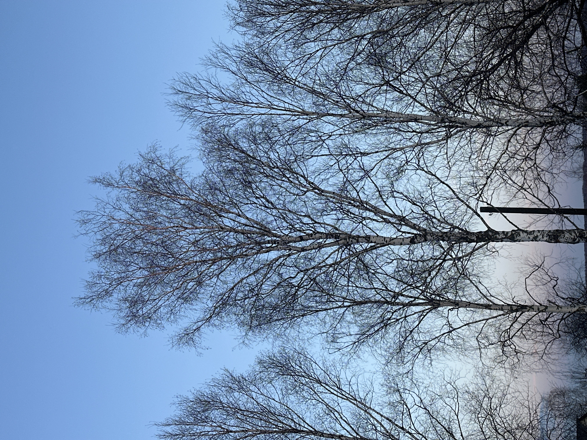 The image shows a low-angle view of bare birch trees against a blue sky. The location is not identifiable as Kharnavy, Russia, from visual elements alone. The trunks are white with characteristic dark markings. Branches are predominantly bare, with the smallest twigs visible. The sky is a gradient from a lighter hue near the horizon to a deeper blue overhead. A pole is partially visible near the trees on the right side.