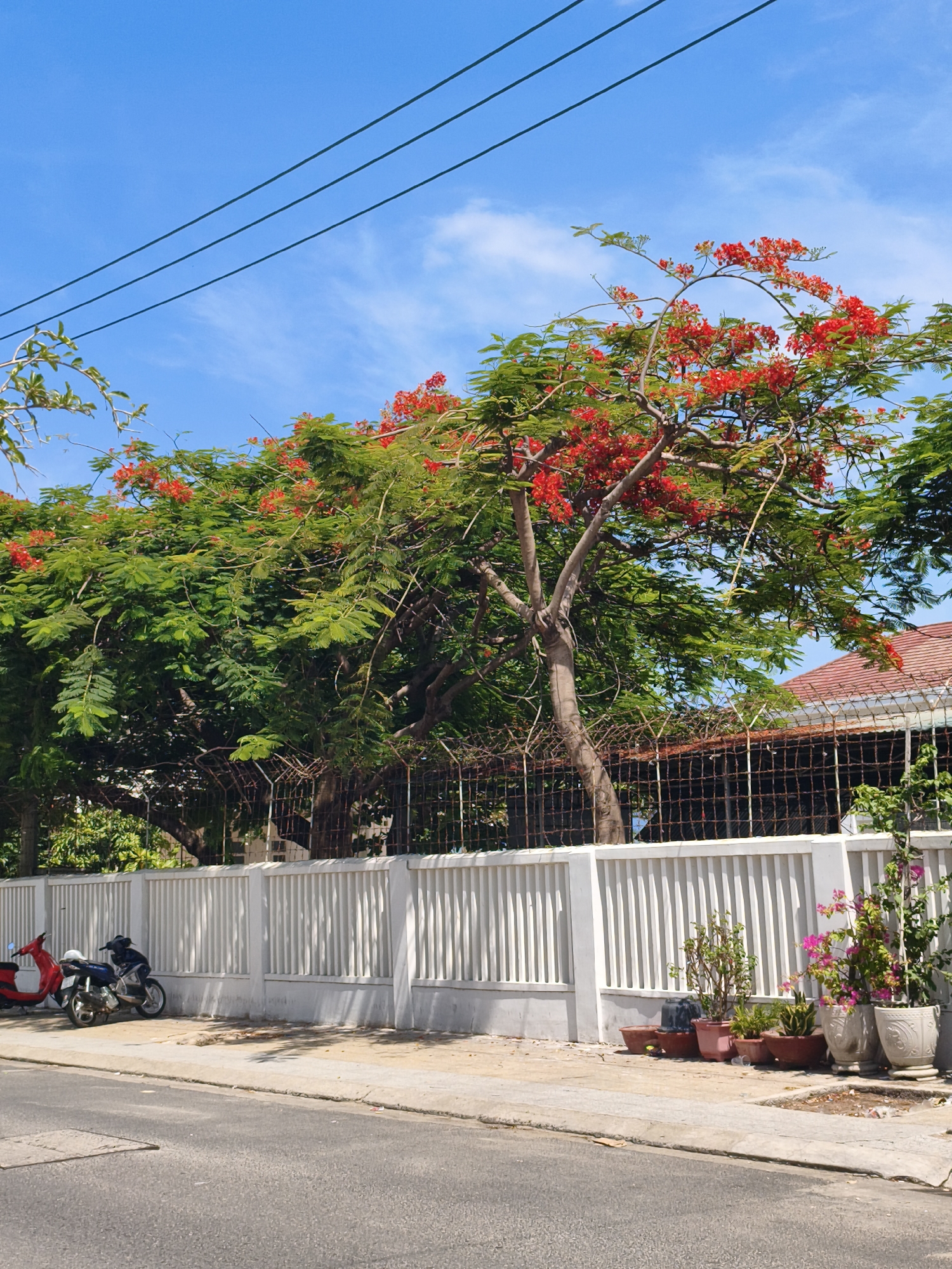 The image shows a tree with vibrant red flowers and green leaves, set against a bright blue sky with thin, white clouds. Three dark power lines stretch across the top of the frame. In the foreground, a white fence with vertical slats runs horizontally. To the left of the fence, two motorcycles are parked on a concrete sidewalk next to the road. One is red, and the other is dark blue with a white helmet on its seat. Potted plants, including one with bright pink flowers, are arranged along the sidewalk to the right of the fence. The background reveals a glimpse of a building with a red-tiled roof and a rusty metal fence behind the tree. The scene appears to be a street in Nha Trang, Vietnam, likely on a sunny day.