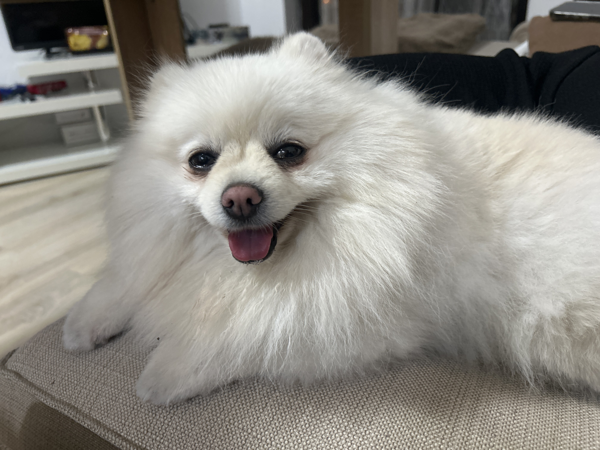 A white Pomeranian dog with its tongue out is lying on a tan fabric-covered couch. The dog is looking towards the camera with a happy expression. In the background, a shelf unit with various items, including a television and some boxes, is visible. The floor appears to be made of light-colored wood. The scene is indoors, likely in a residential setting. The dog's fur is long and fluffy. The lighting is natural and soft, creating a warm atmosphere. There are no people clearly visible in the image. The image was taken in Varna, Bulgaria.