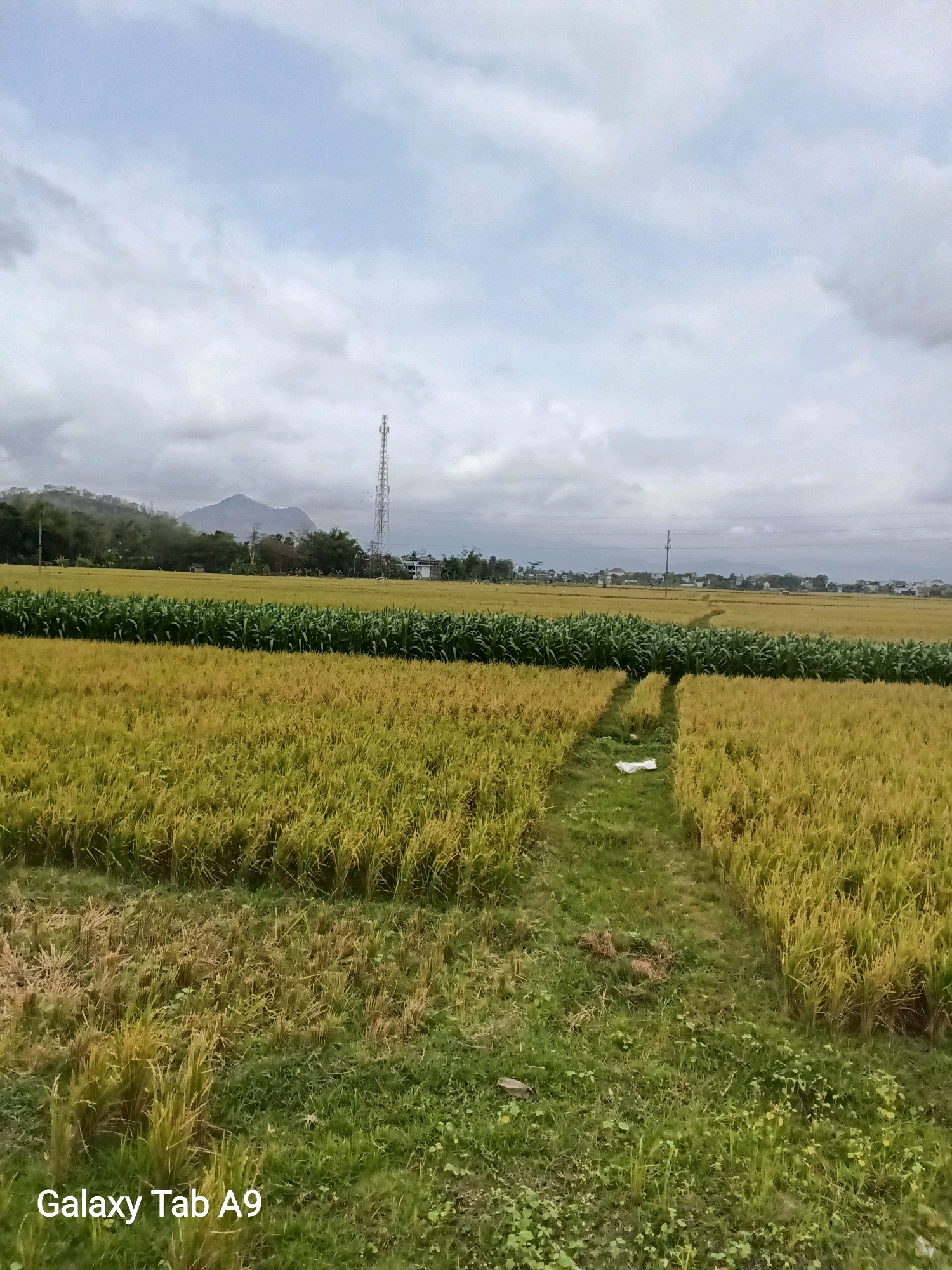 The image depicts a rural landscape in Trenggalek, Indonesia, under a cloudy sky. In the foreground, a path of green grass cuts through a field of golden-brown rice paddies. Behind the rice paddies, a dense row of green corn stalks separates them from another expanse of rice paddies stretching towards the horizon. In the middle ground, a prominent communication tower stands tall, and further in the distance, a range of hazy mountains can be seen. A scattering of houses and trees are visible on the plains. The bottom of the image displays the text "Galaxy Tab A9."