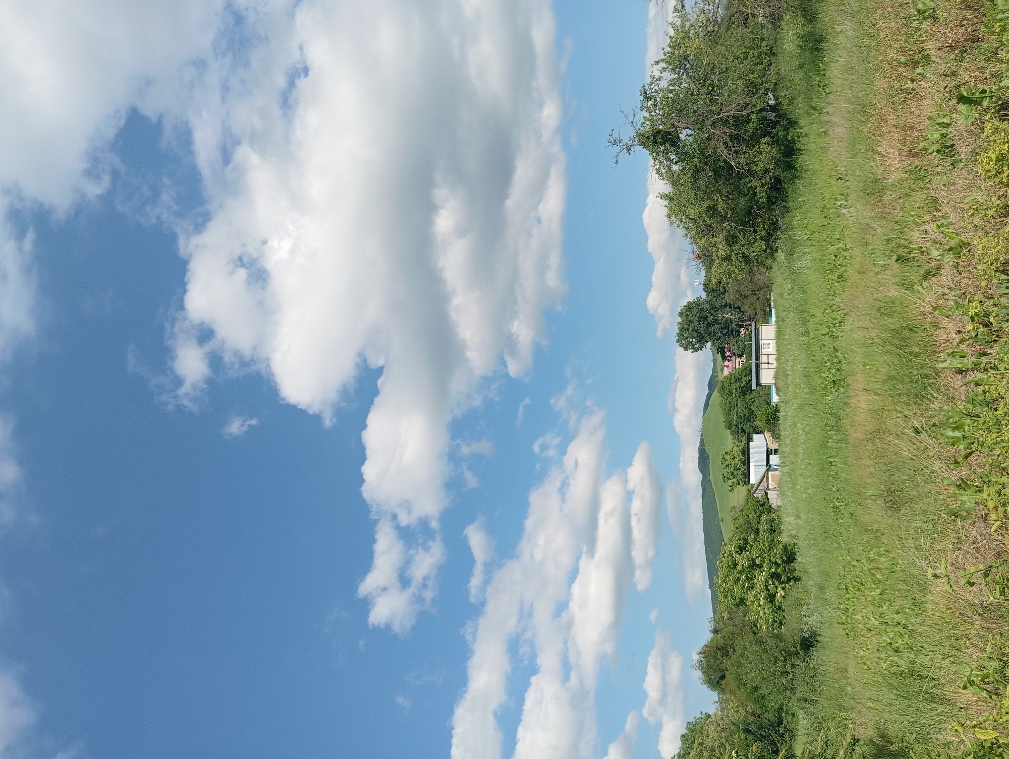 A vertical, eye-level outdoor shot captures a rural landscape with a focus on a bright blue sky dotted with white clouds. In the middle ground, a cluster of simple, light-colored buildings with darker roofs are nestled amongst dense green trees and vegetation. A rolling green hill with some trees is visible in the background, under the expansive sky. The foreground is dominated by tall, green grass and some dried stalks, suggesting a meadow or undeveloped land. The image appears to be taken on a sunny day, with good natural lighting.