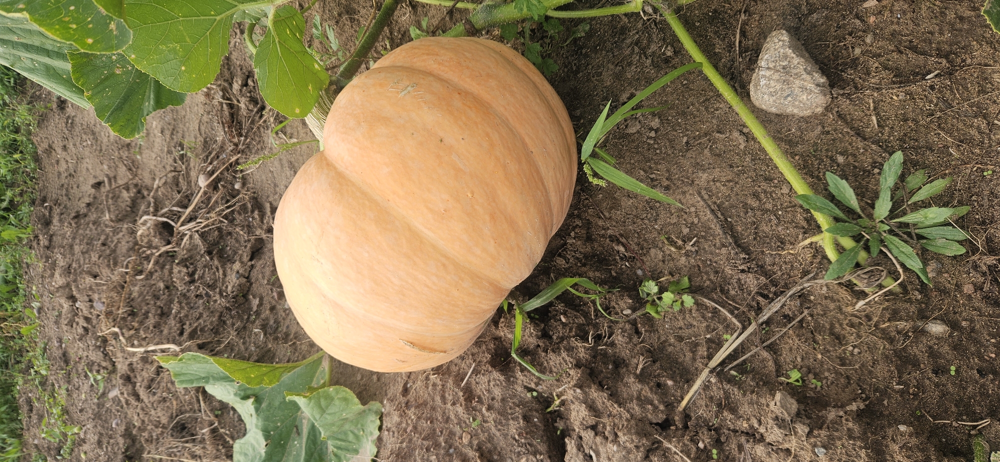 A single, large, orange pumpkin rests on the soil in a field. The pumpkin is round and smooth, with distinct ridges running down its sides. Its stem, a thick green vine, is visible, trailing off to the right. The surrounding ground is dark, rich soil, with some dried leaves and small green weeds scattered around. Large green pumpkin leaves extend from the vine, framing the pumpkin on the left and right. The scene appears to be outdoors in a rural setting, likely a farm or garden. The location is identified as Мазалаўскі сельскі Савет, Belarus.