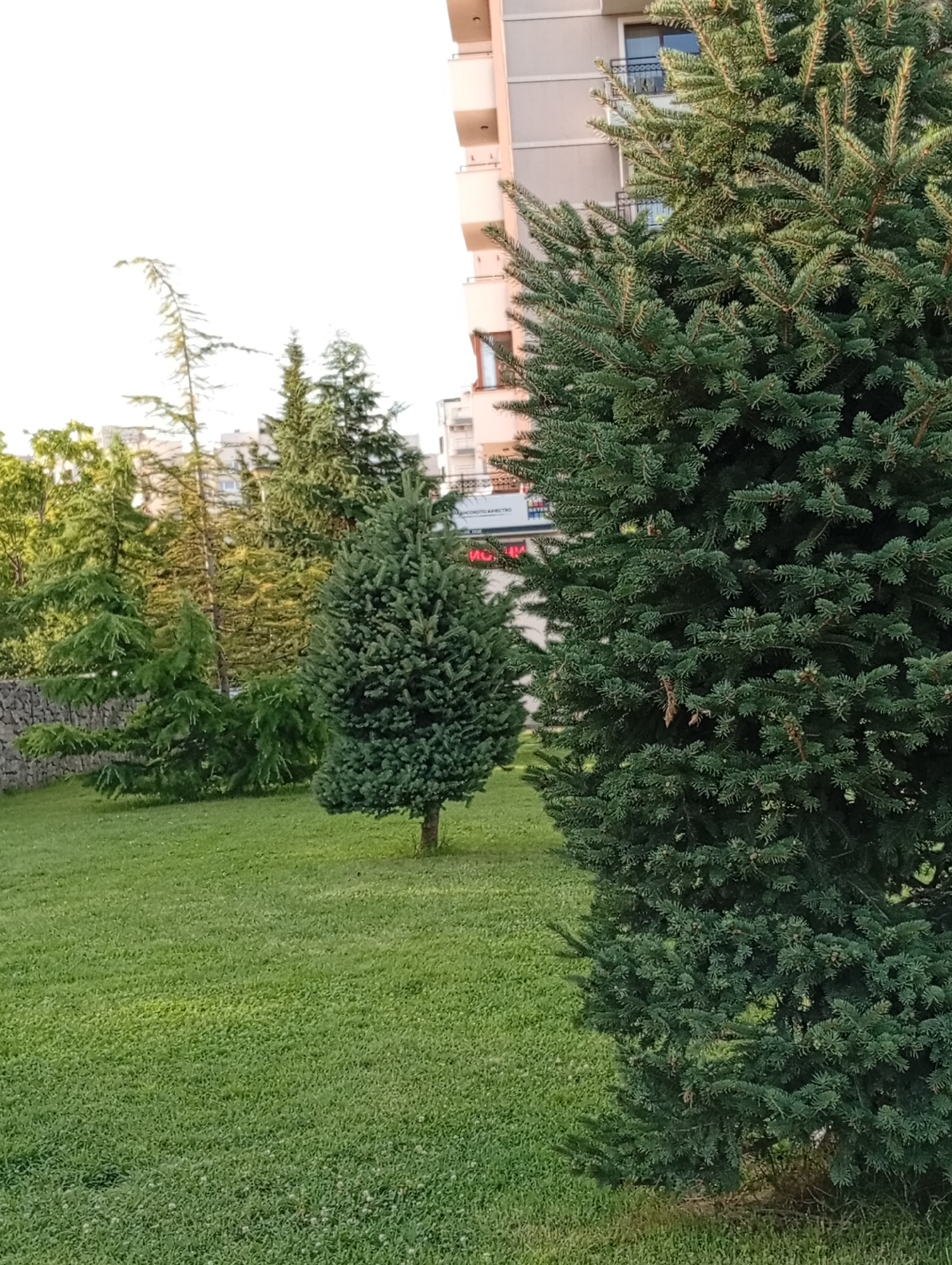 The media file depicts an outdoor scene with several evergreen trees in the foreground and midground. A large, dense spruce tree dominates the right side of the frame, its branches reaching out towards the viewer. To the left of it, a smaller, conical spruce tree stands on a neatly manicured lawn. Behind these trees, a variety of other evergreens are visible, including some with a more wispy, feathery appearance, and a larger, mature pine tree.
In the background, a multi-story building with a light-colored facade and balconies can be seen, suggesting an urban or suburban setting. A stone wall runs along the left edge of the lawn, partially obscured by trees. The lawn itself is lush and green, with some patches of lighter green indicating sunlight or variations in the grass. The overall impression is one of a well-maintained garden or park area adjacent to a residential building.
The lighting suggests it is either early morning or late afternoon, as the light is soft and somewhat diffused, with a slight golden hue on some of the grass. The sky is bright and appears to be clear, indicating fair weather. There are no people visible in the frame.
A partial sign with Cyrillic text is visible on the building in the background. The visible text includes "КОТО ХАЯ" and part of another word "ИЧКИ". This suggests a location in Bulgaria, consistent with the provided location context of Plovdiv. The scene evokes a sense of tranquility and natural beauty within an inhabited area.