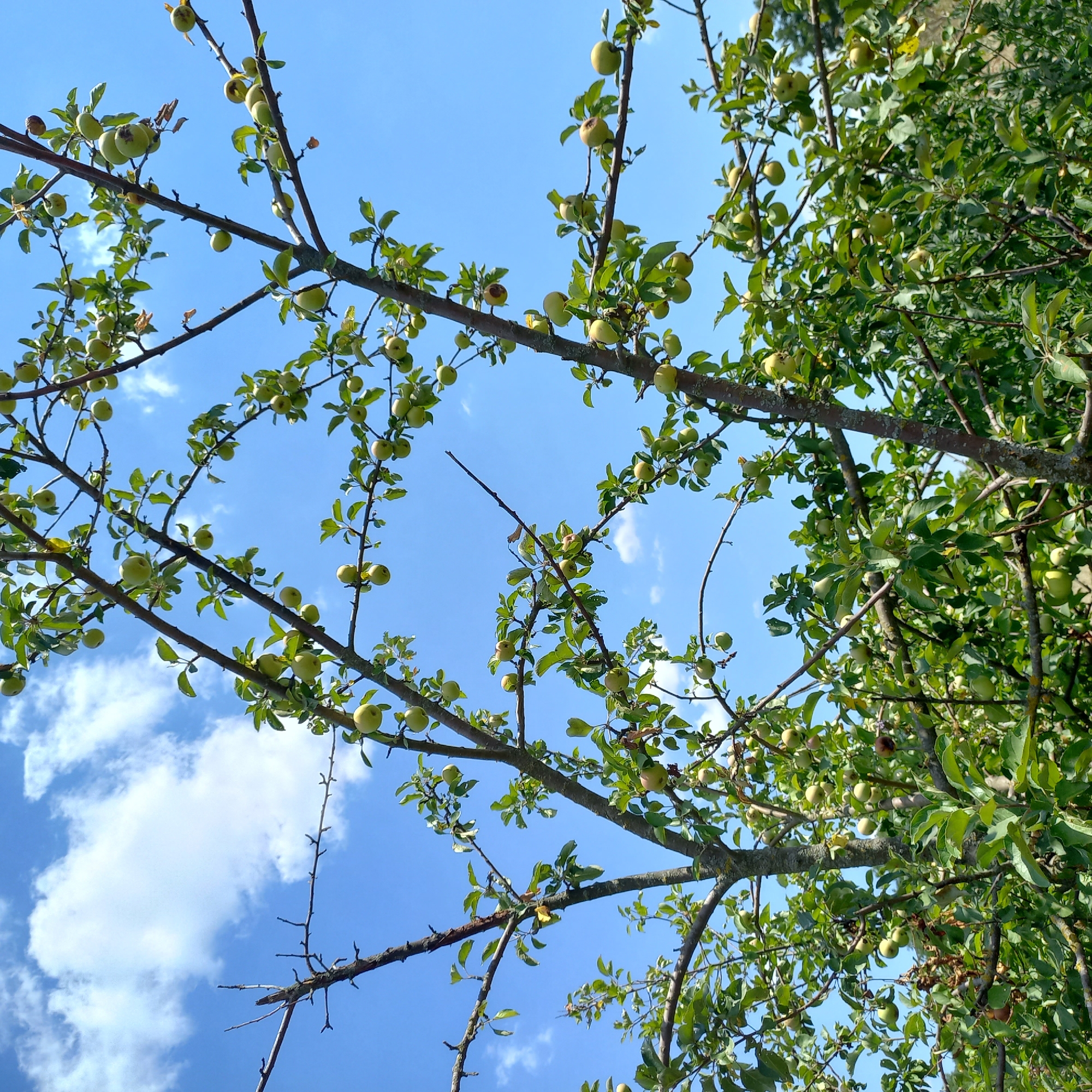 A medium shot captures an apple tree heavy with ripening green apples against a vibrant blue sky dotted with scattered white clouds. The tree branches, some bare and others adorned with lush green leaves, crisscross the frame. The apples, varying in size and maturity, are clustered along the branches, some partially obscured by foliage. The scene is set outdoors, likely in a rural or suburban area, given the naturalistic setting. There are no people visible in the image. The focus is on the tree and its fruit, suggesting a harvest or simply a representation of nature's bounty. The composition is natural and unposed, with the natural light illuminating the scene. The image appears to be taken in Klyntsi, Ukraine, a detail not visually evident from the image itself but provided as context.