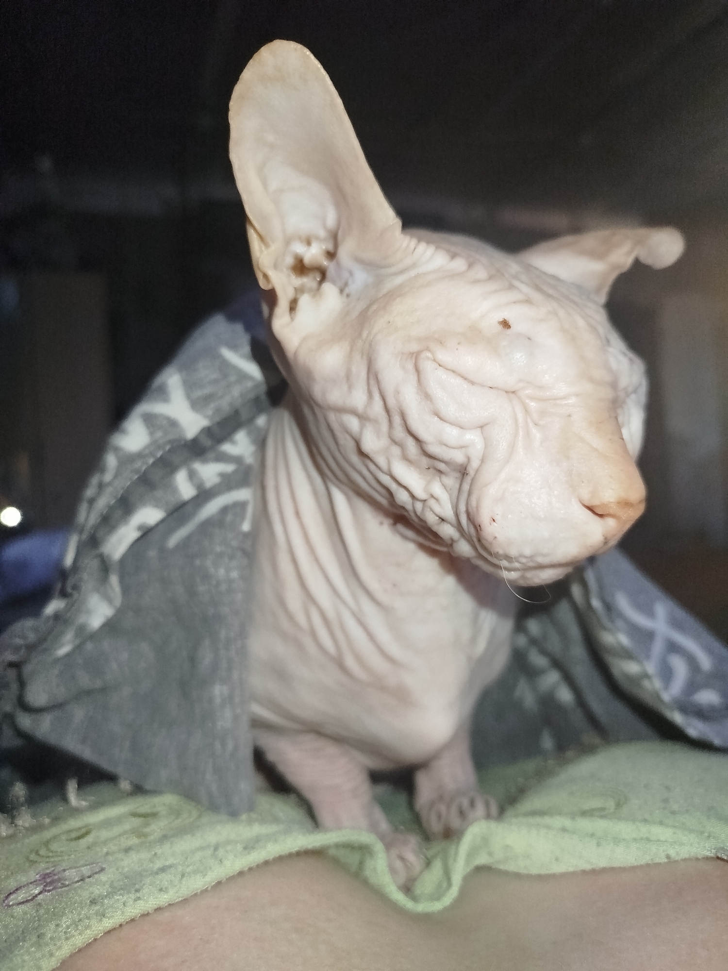 A close-up, low-angle, eye-level indoor shot features a Sphynx cat wrapped in a gray blanket with a white pattern. The cat is facing right, with its wrinkled skin visible and its large ears perked up. A light green fabric with an embroidered design is in the foreground. The background is dark and out of focus. The image was taken in Zavodoukovsk, Russia.