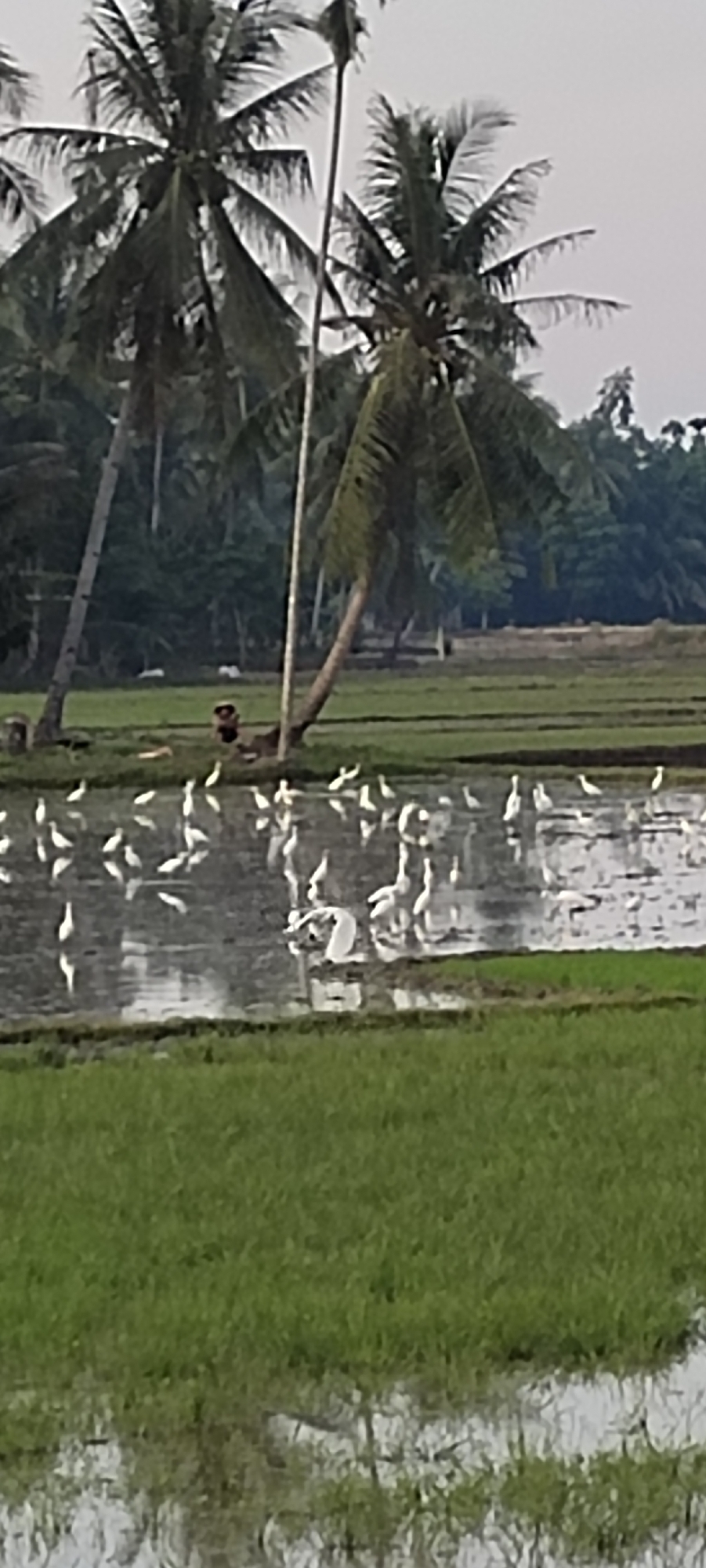 The image depicts a rural scene in Blangmajron, Indonesia. A body of shallow water, likely a flooded rice paddy, dominates the lower half of the frame, reflecting the overcast sky. A large flock of white birds, possibly egrets, are scattered across the water and the muddy banks, with some wading, others standing, and a few in flight. In the background, several tall palm trees with green fronds are visible, one leaning significantly over the scene. Between the palm trees, a line of darker green foliage suggests a dense treeline. In the mid-ground, near the base of the leaning palm tree, a dark figure, possibly a person, is partially visible, sitting or crouching. The surrounding area is covered in lush green grass, suggesting agricultural fields.