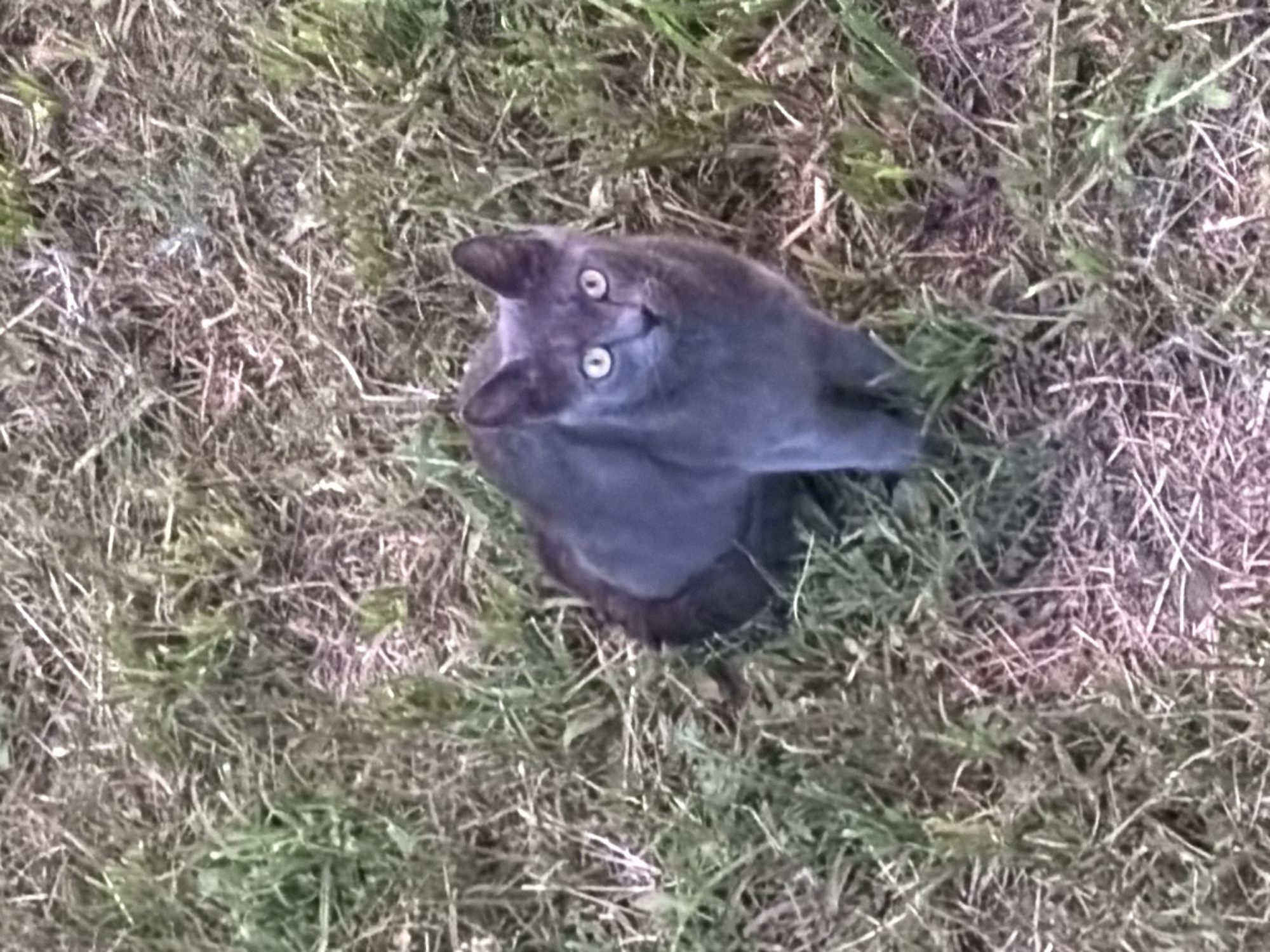 A gray cat sits in a patch of grass and dirt, looking up at the camera. The location is Unknown, Unknown.