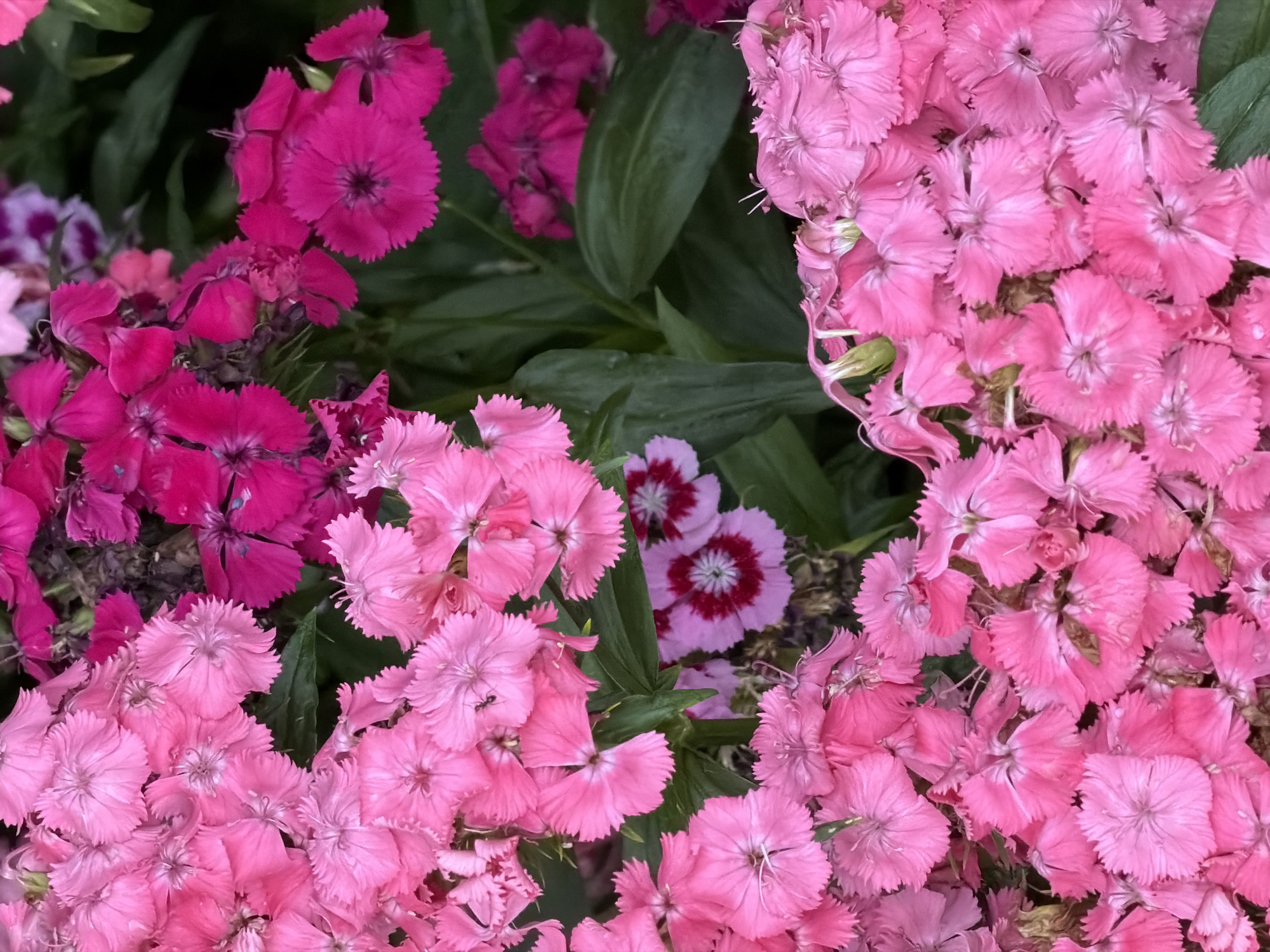 This is a close-up, eye-level, horizontal, outdoor, full-shot photograph of a cluster of vibrant pink and magenta dianthus flowers. The flowers are densely packed, with many individual blooms visible in various stages of opening. The petals are ruffled and notched, with lighter pink centers in some of the pink flowers and darker centers in the magenta ones. Dark green foliage forms a backdrop, creating a strong contrast with the bright flowers. The lighting appears to be natural daylight, casting soft shadows and highlighting the textures of the petals. There are no people, animals, or man-made objects visible in the frame. The image focuses solely on the botanical subject matter. The location, Zimyonki (Zimenki, Zimenka), Russia, is noted, but the photograph itself does not contain any specific visual cues that place it in that particular city.