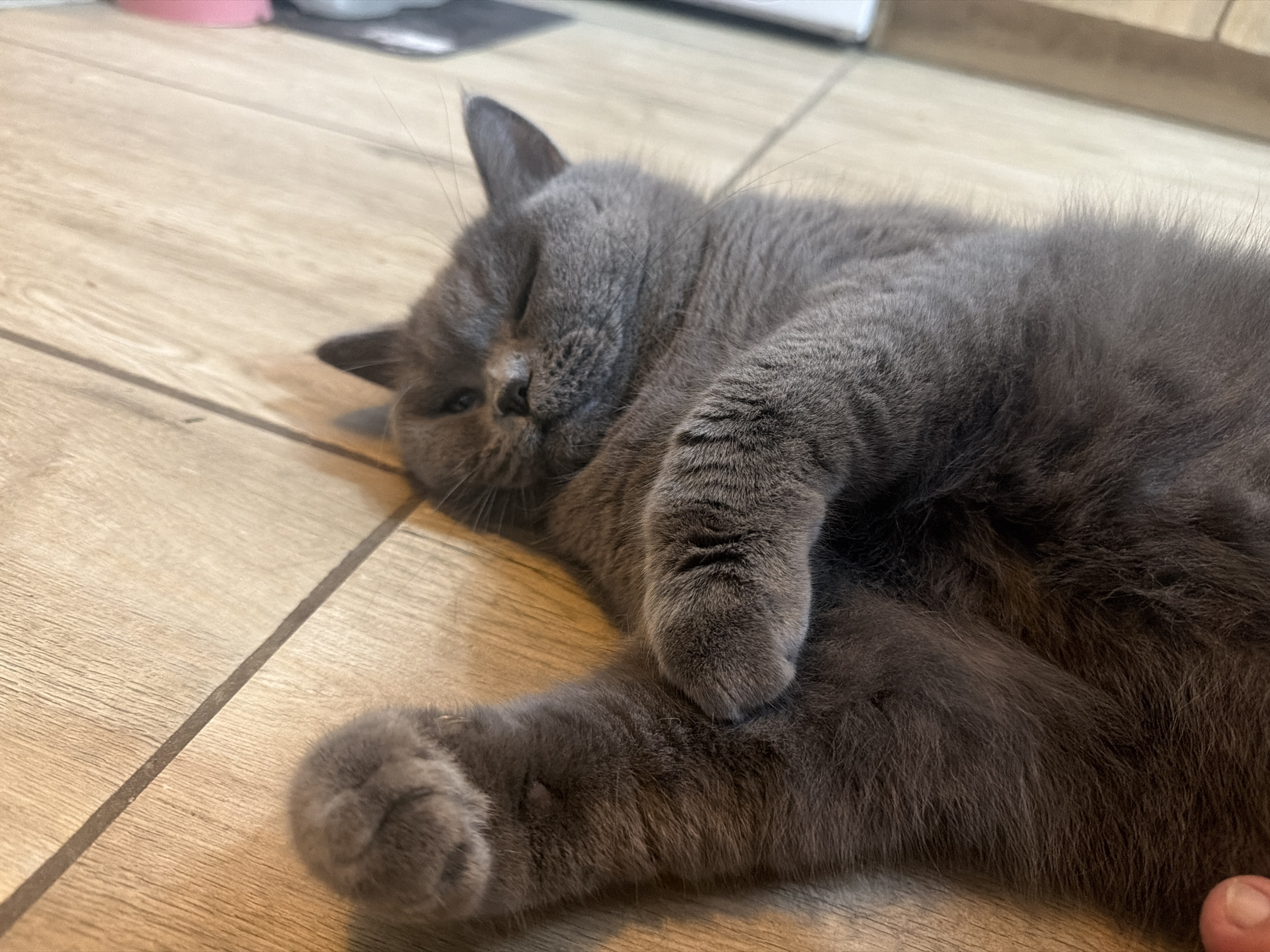 A grey cat is sleeping on a wooden floor. The cat is curled up on its side, with its eyes closed. The floor is made of light-colored wood planks and is divided by dark lines. In the background, there are some blurred objects that appear to be on a shelf or table. The scene is indoors, likely in a residential setting. This image was taken in Szczecin, Poland.