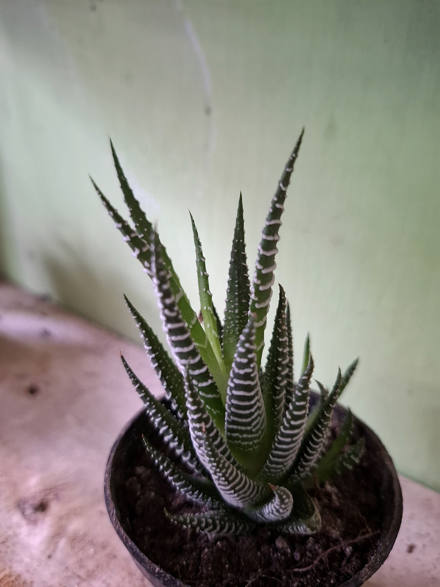 A close-up, medium shot captures a potted Haworthia fasciata succulent. The plant's pointed, dark green leaves are adorned with horizontal white bands, giving it a striped appearance. The succulent is housed in a small, black plastic pot filled with dark soil. The pot rests on a light-colored, textured surface, possibly wood. In the background, a pale green wall is visible. The image was taken indoors in Medan, Indonesia.