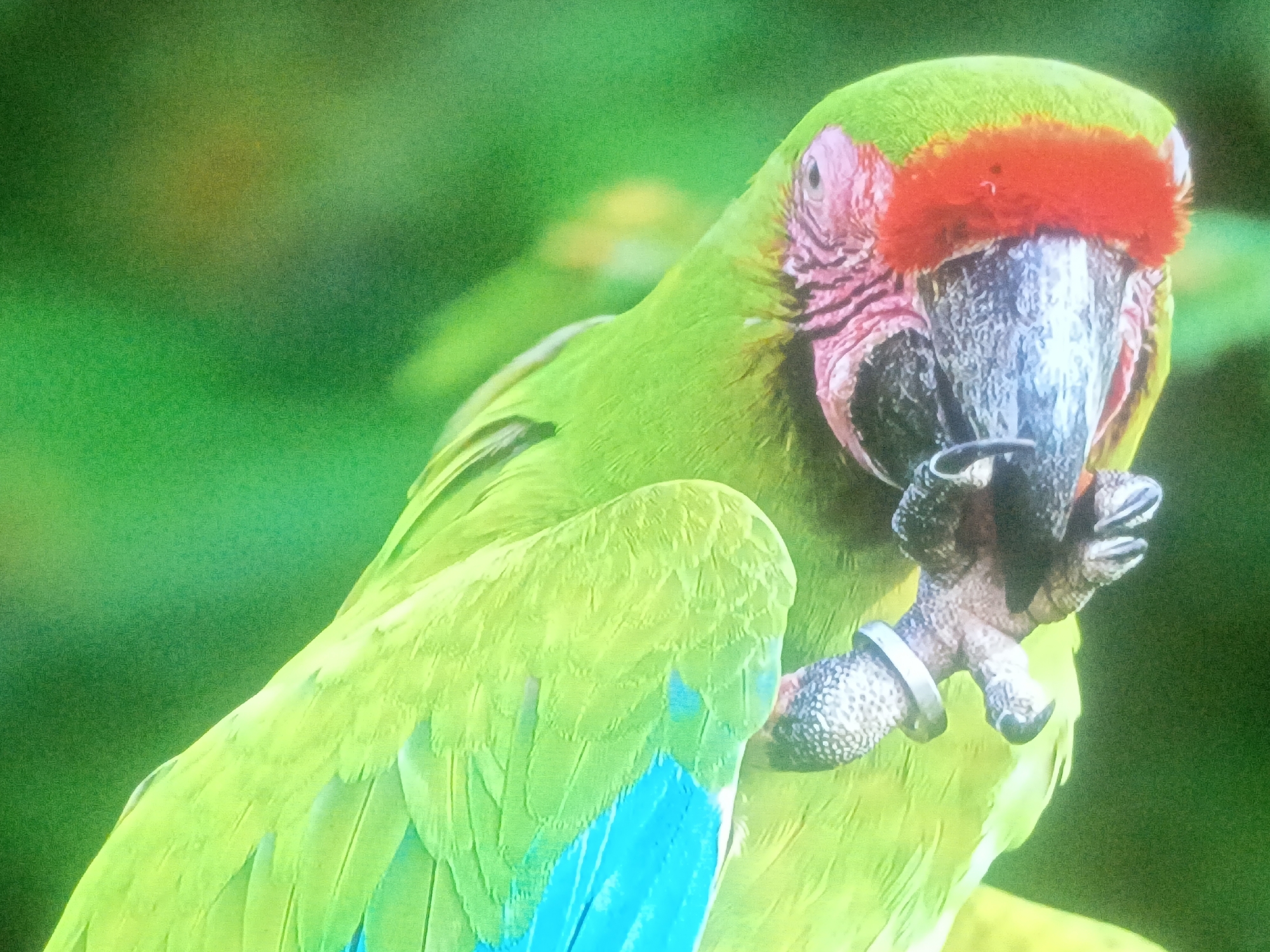 A green macaw, likely the Military Macaw (Ara militaris), is perched in a green environment. The parrot has a distinctive red forehead and a pinkish bare facial skin. Its beak is dark gray. The parrot is holding one of its feet, which has a silver ring on it, up to its beak. The location is specified as Juan Griego, Venezuela, which is within the Military Macaw's habitat range.