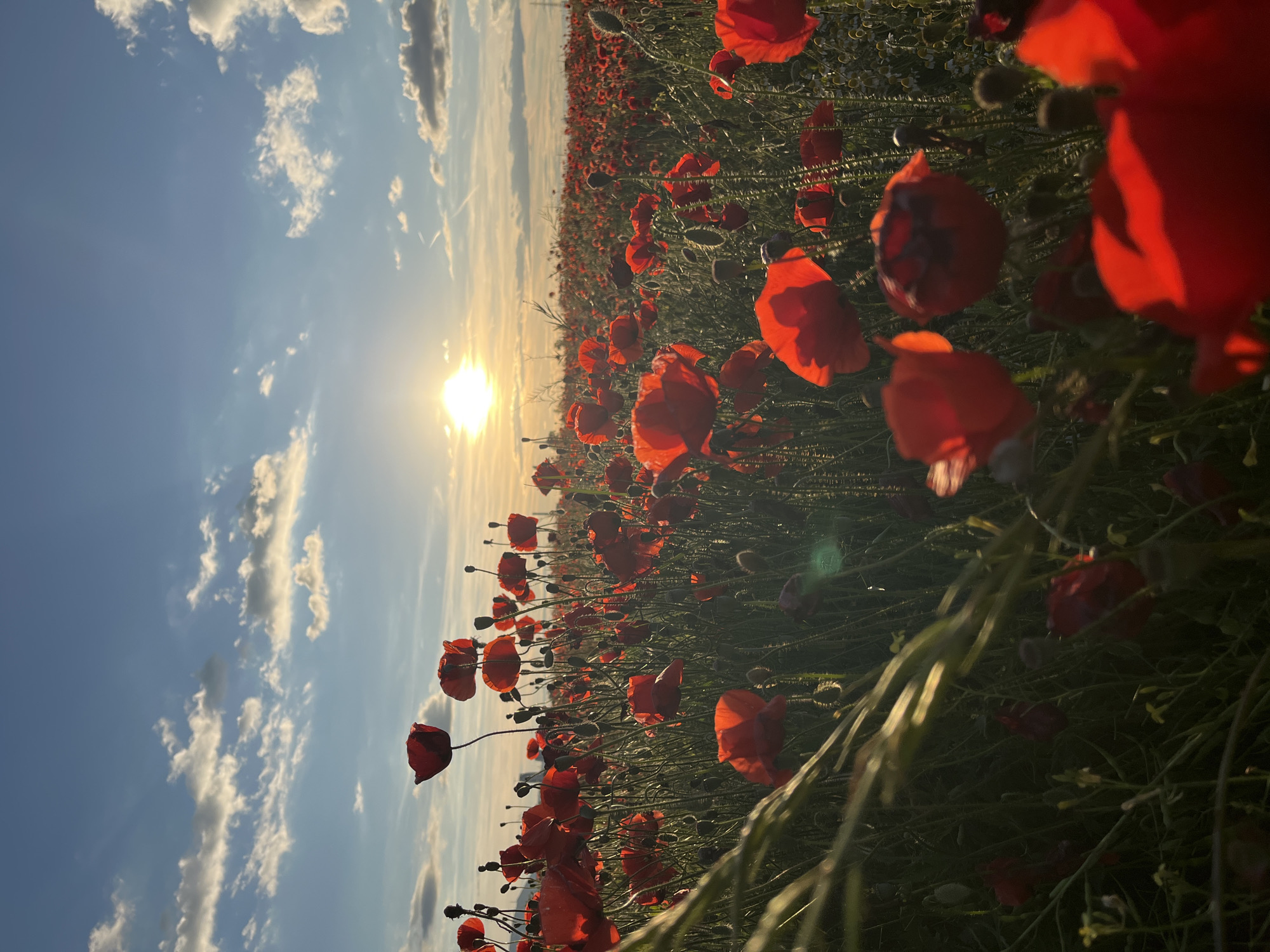 The image shows a field of red poppies under a sunset sky. The sun is low on the horizon, casting a warm glow over the scene. The sky is a mix of blue and orange, with some scattered clouds. The poppies are in full bloom, their vibrant red petals contrasting with the green stems and leaves. The field stretches as far as the eye can see, creating a breathtaking vista. The image evokes a sense of peace and tranquility, and the beauty of nature. The location is not specified.