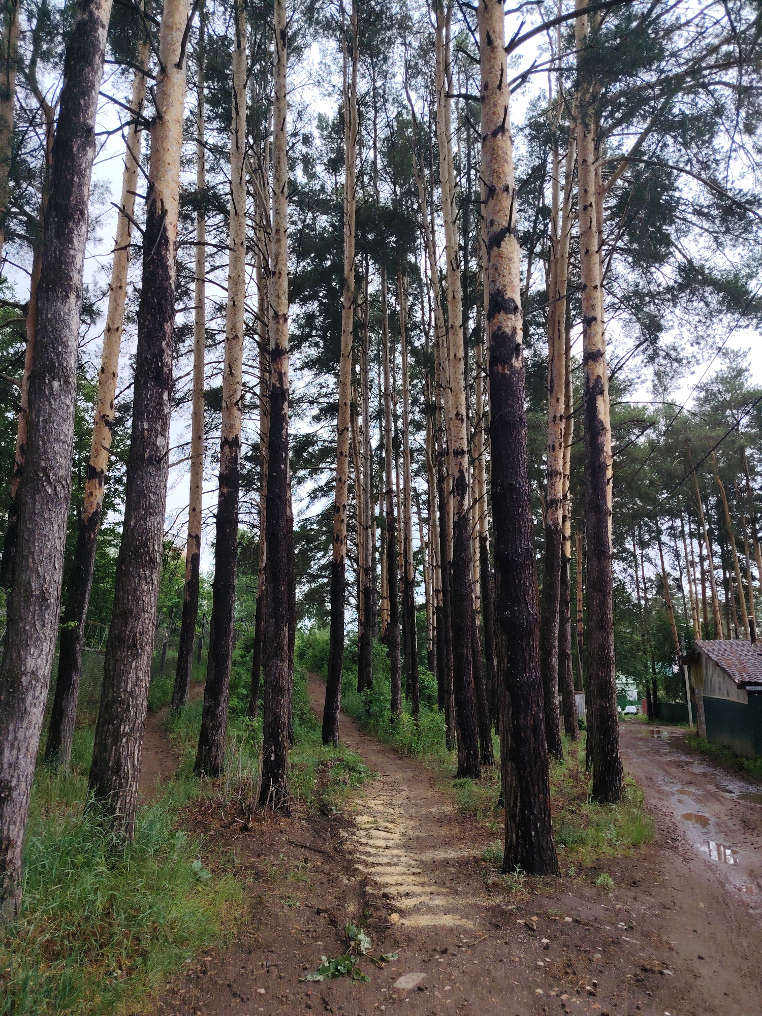 The image depicts a forest in the city of Chaikovsky, Russia. Tall pine trees with dark lower trunks and light upper trunks dominate the scene. A dirt path winds through the trees. To the right, a small building is visible with green walls and a grey roof. The ground is covered in dirt, grass, and some puddles of water. The sky is overcast.