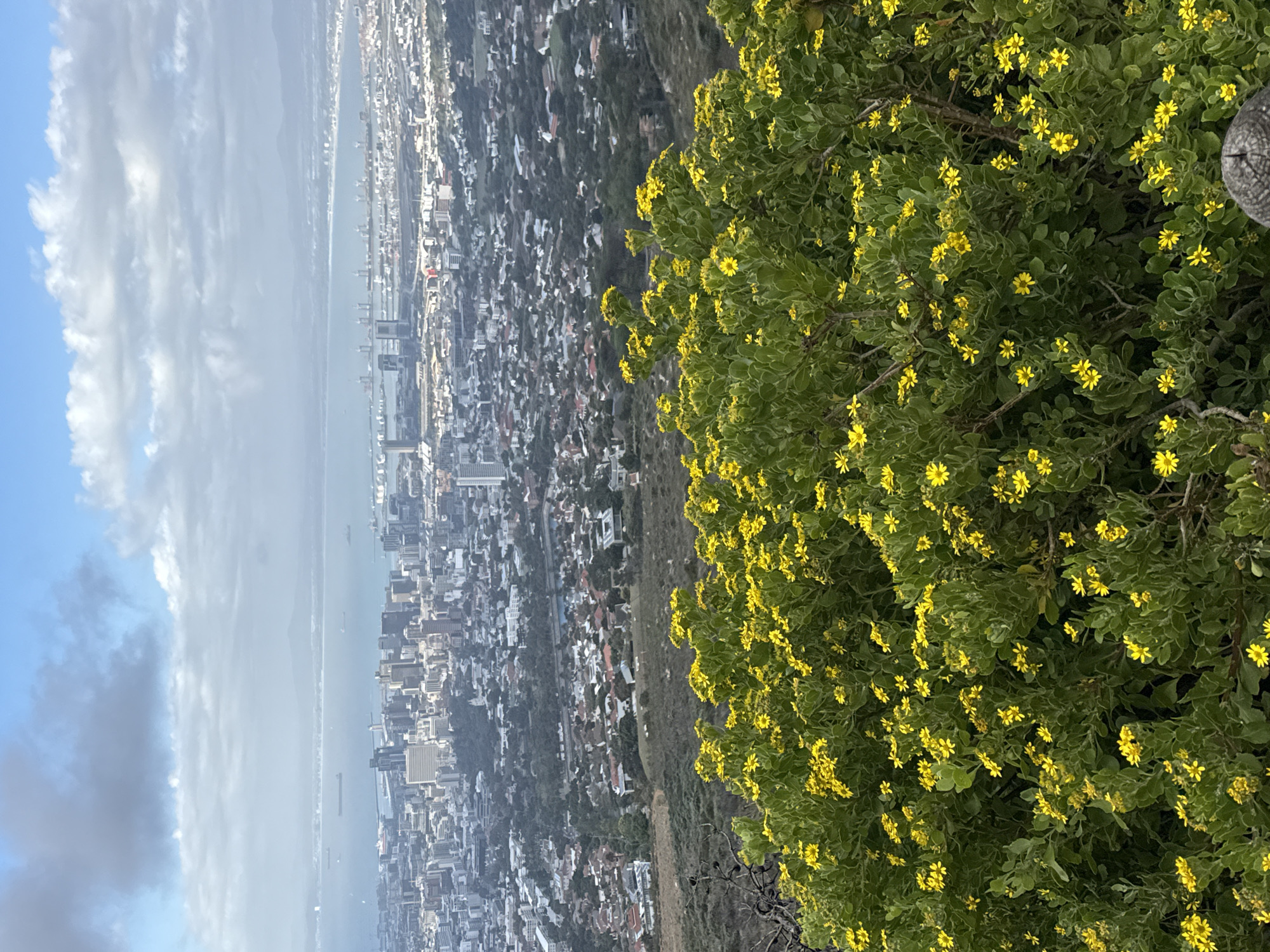 The image captures a high-angle view of Cape Town, South Africa, juxtaposed with a foreground of lush vegetation. On the right side of the frame, a dense bush is covered in small yellow flowers, contrasting with the urban landscape sprawling below. The city extends toward the sea, with buildings densely packed and gradually diminishing in size with distance. Beyond the city, the Atlantic Ocean stretches out under a sky partially covered by clouds. The composition places the natural elements in the foreground against the backdrop of the urban environment, creating a contrast between the two.