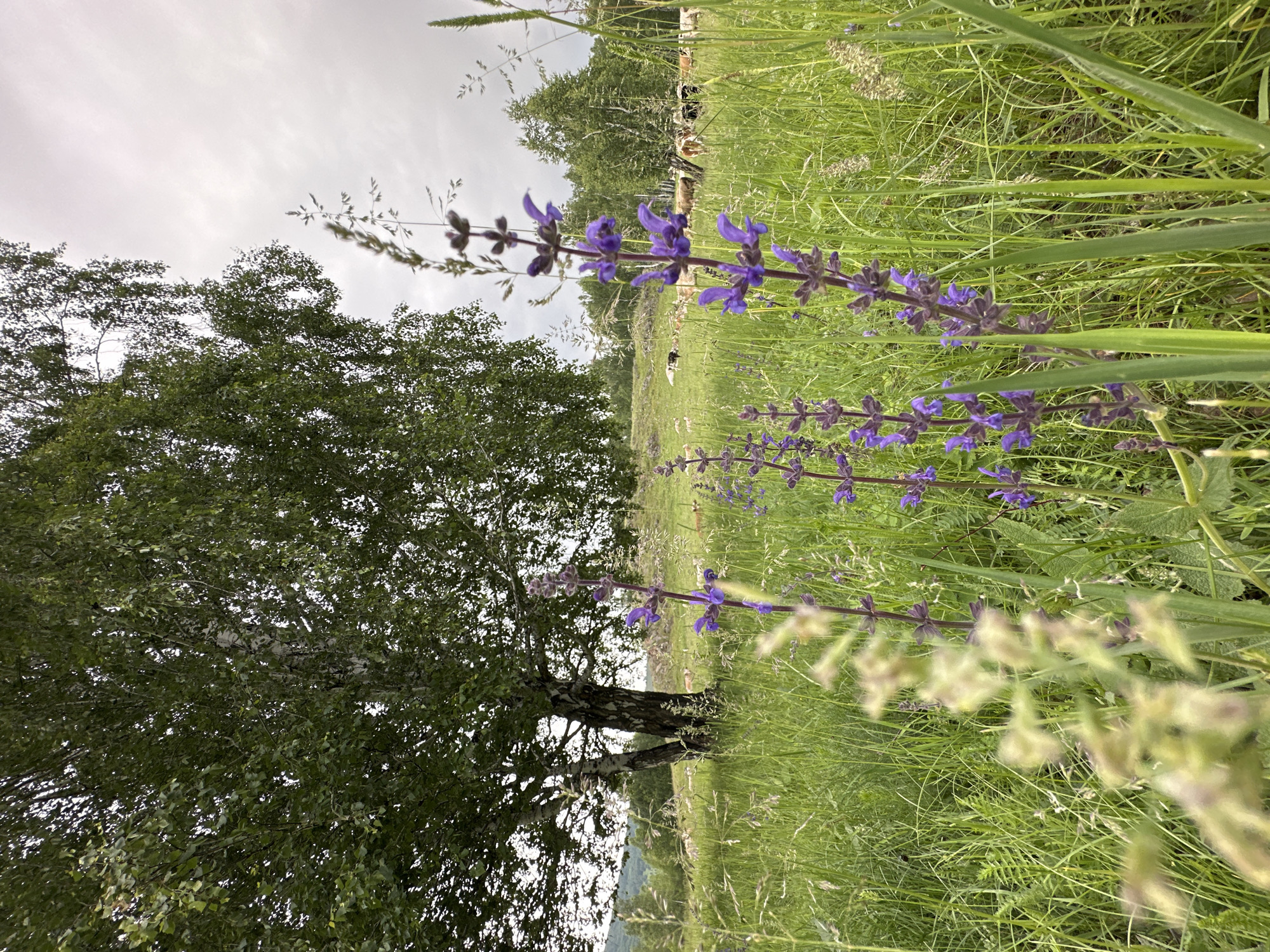 An overcast, daytime, medium shot captures a field with scattered livestock. In the foreground, three stalks of purple wildflowers are in sharp focus. Behind them, tall green grass dominates the scene, interspersed with shorter, lighter green blades. A large birch tree with a white trunk and dense green foliage stands to the left, its branches reaching upwards. In the middle ground, a herd of cows, predominantly brown and white, grazes in a grassy expanse. The background features a line of trees and a faint, hilly horizon. The sky is a uniform, pale gray.